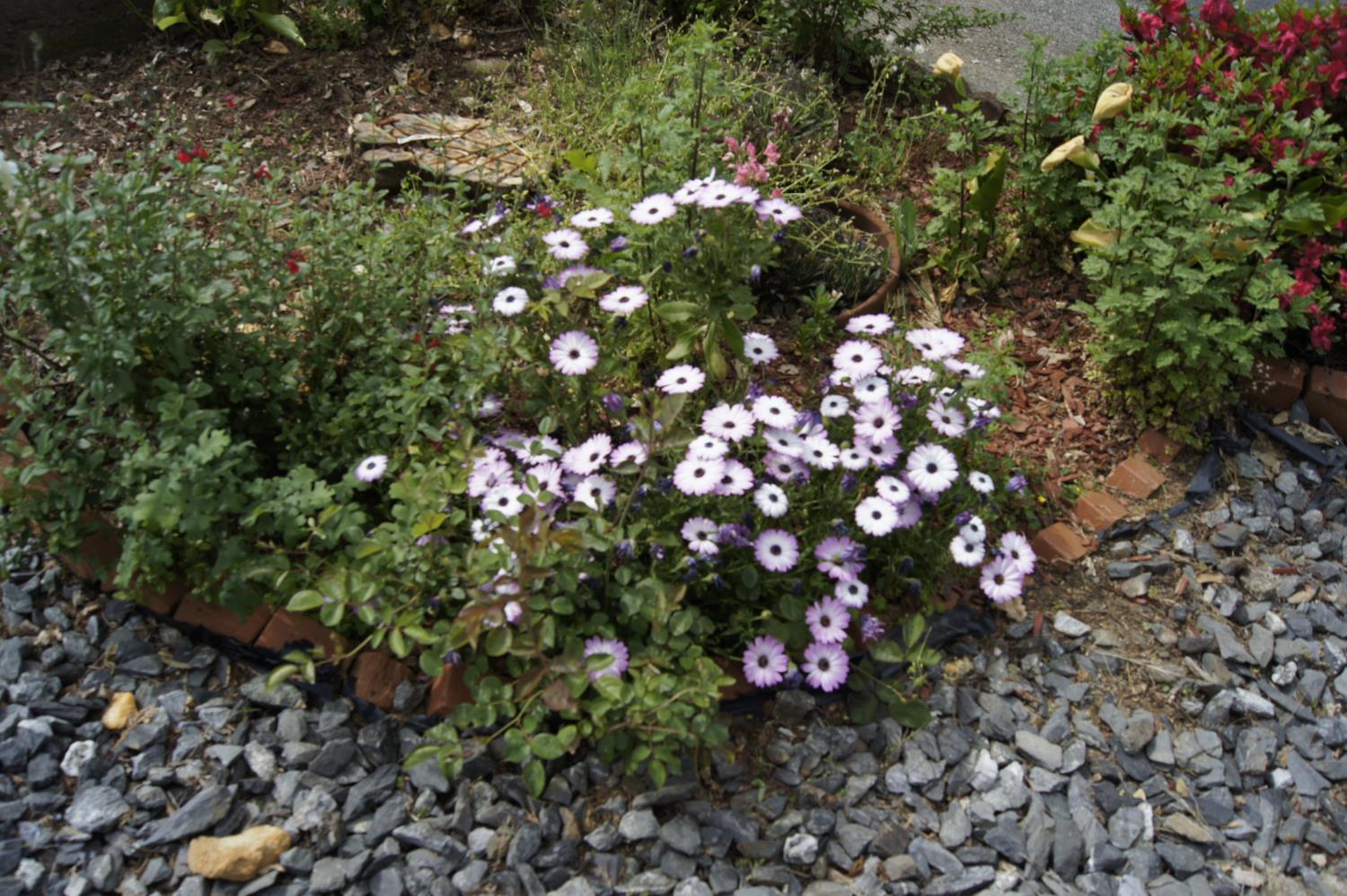 3550 China Garden Road, Unit 82 Placerville, CA 95667 - Photo 18 of 19