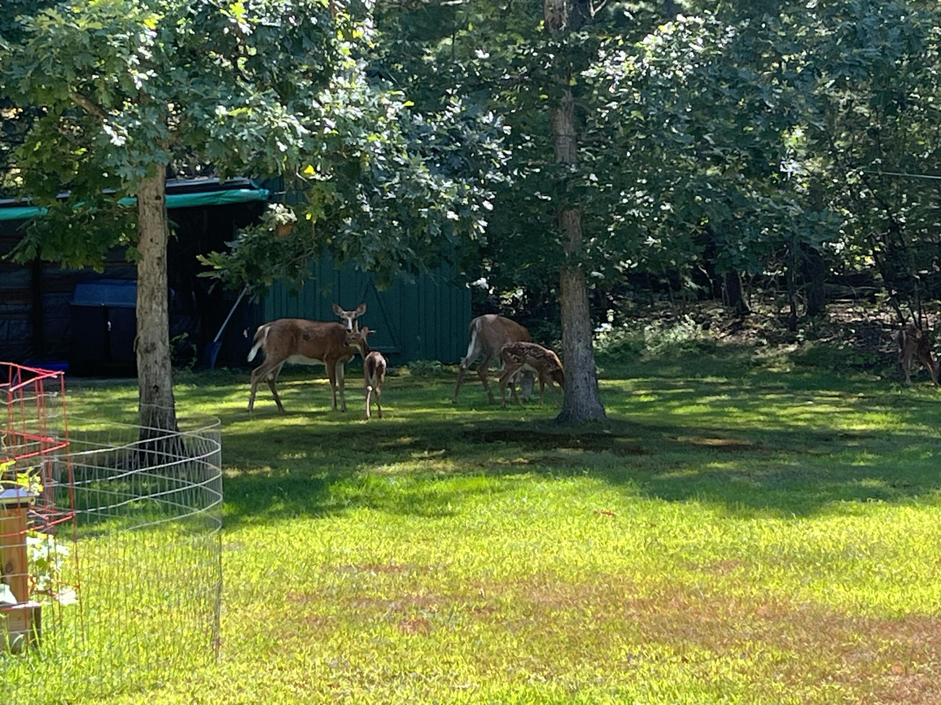 355 Abbott Mountain Road Shapleigh, ME 04076 - Photo 5 of 6 deer 2