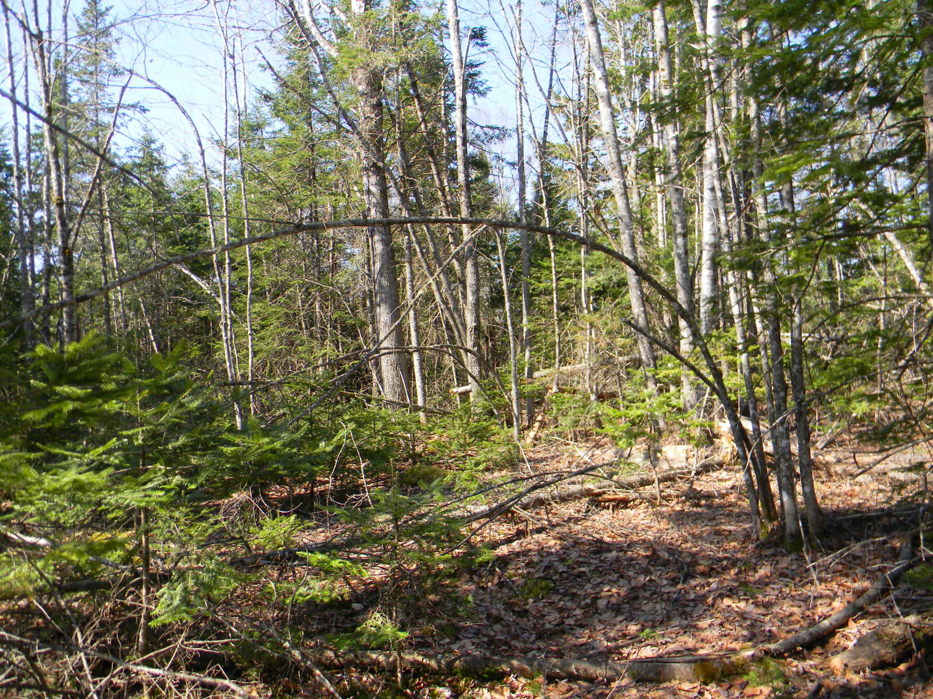 0 Lot Pease Map 4 Road Cambridge, ME 04923 - Photo 4 of 9 DSCN6064