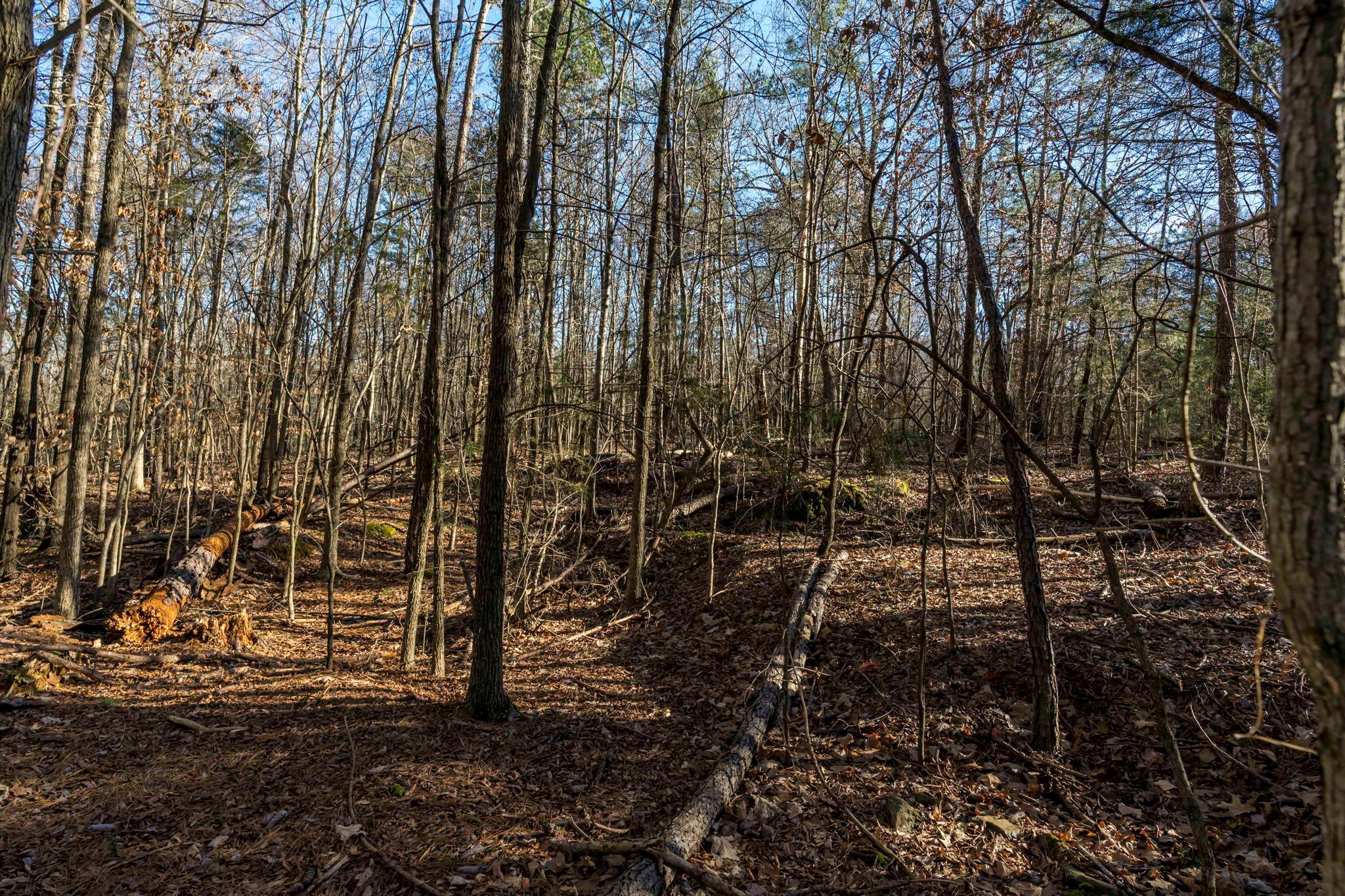 0 Lee Branch Road Waxhaw, NC 28173 - Photo 9 of 24 Gallery Image 9