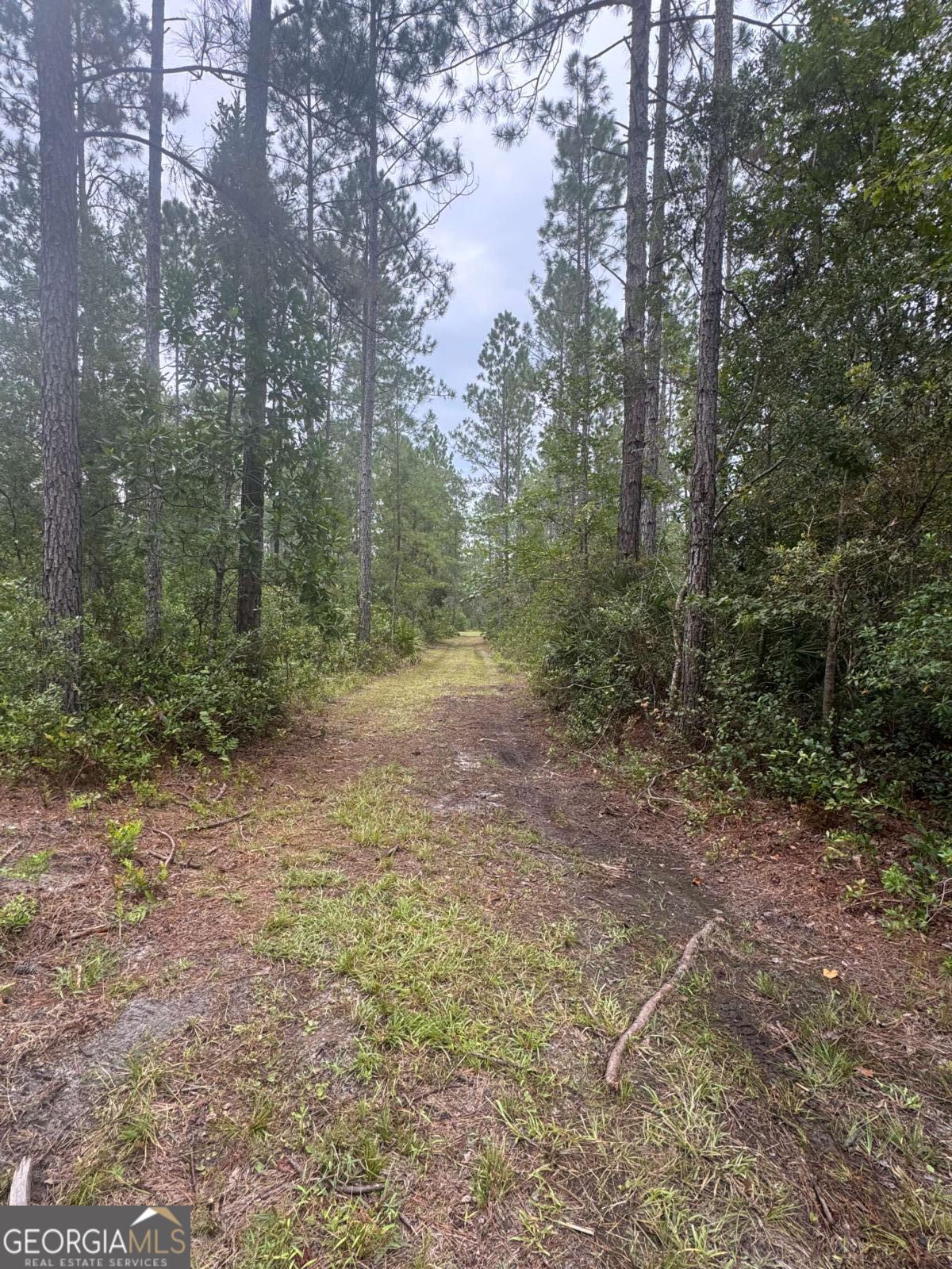 1603 Dl Durrence Road Reidsville, GA 30453 - Photo 22 of 78 a view of a forest with trees in the background