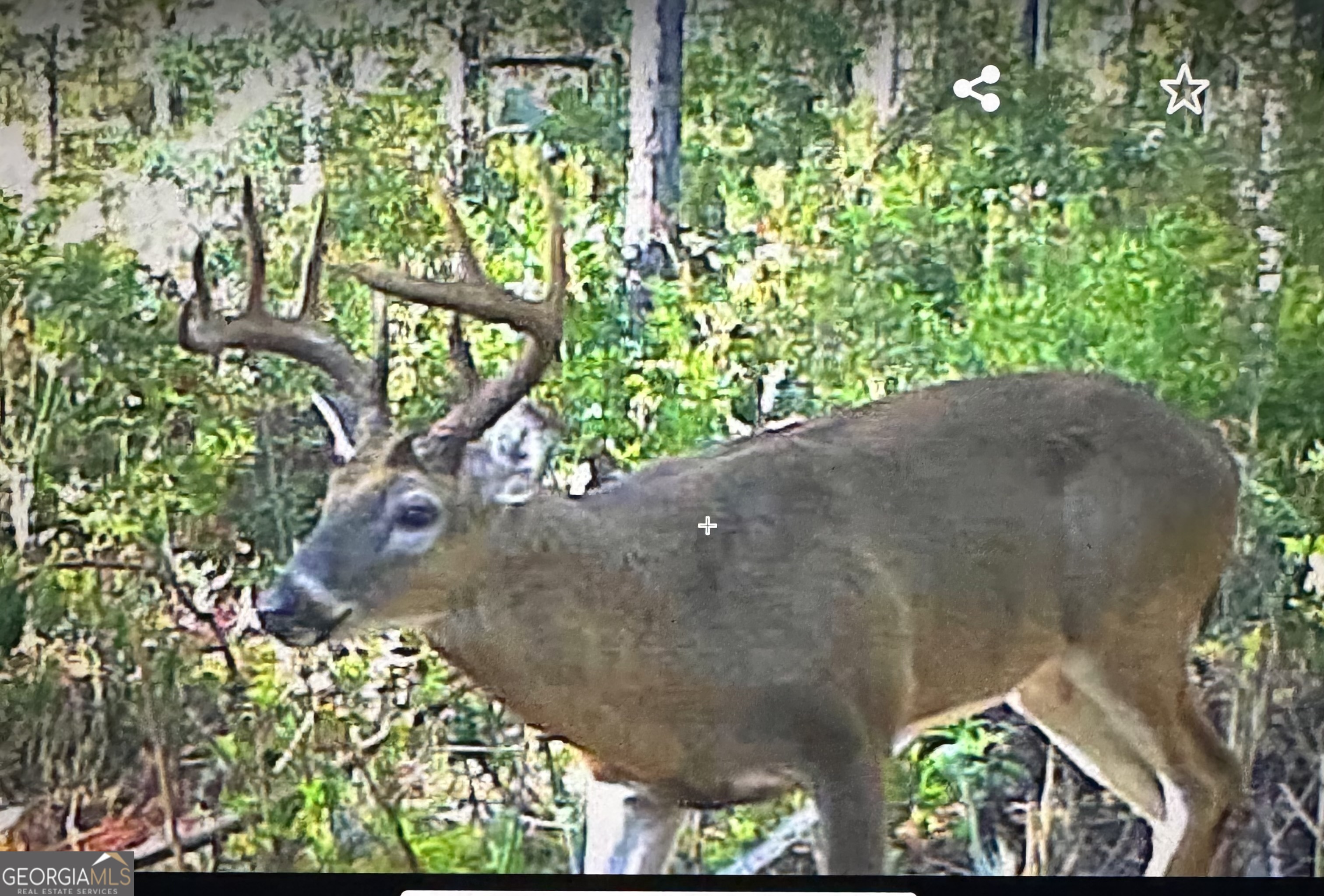 1603 Dl Durrence Road Reidsville, GA 30453 - Photo 34 of 78 a backyard of a house with lots of green space