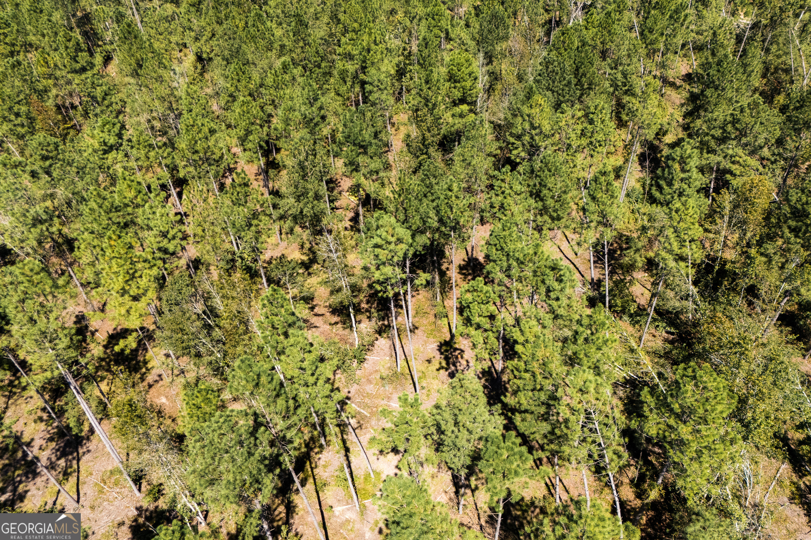 1603 Dl Durrence Road Reidsville, GA 30453 - Photo 38 of 78 a view of a tree with a wooden fence