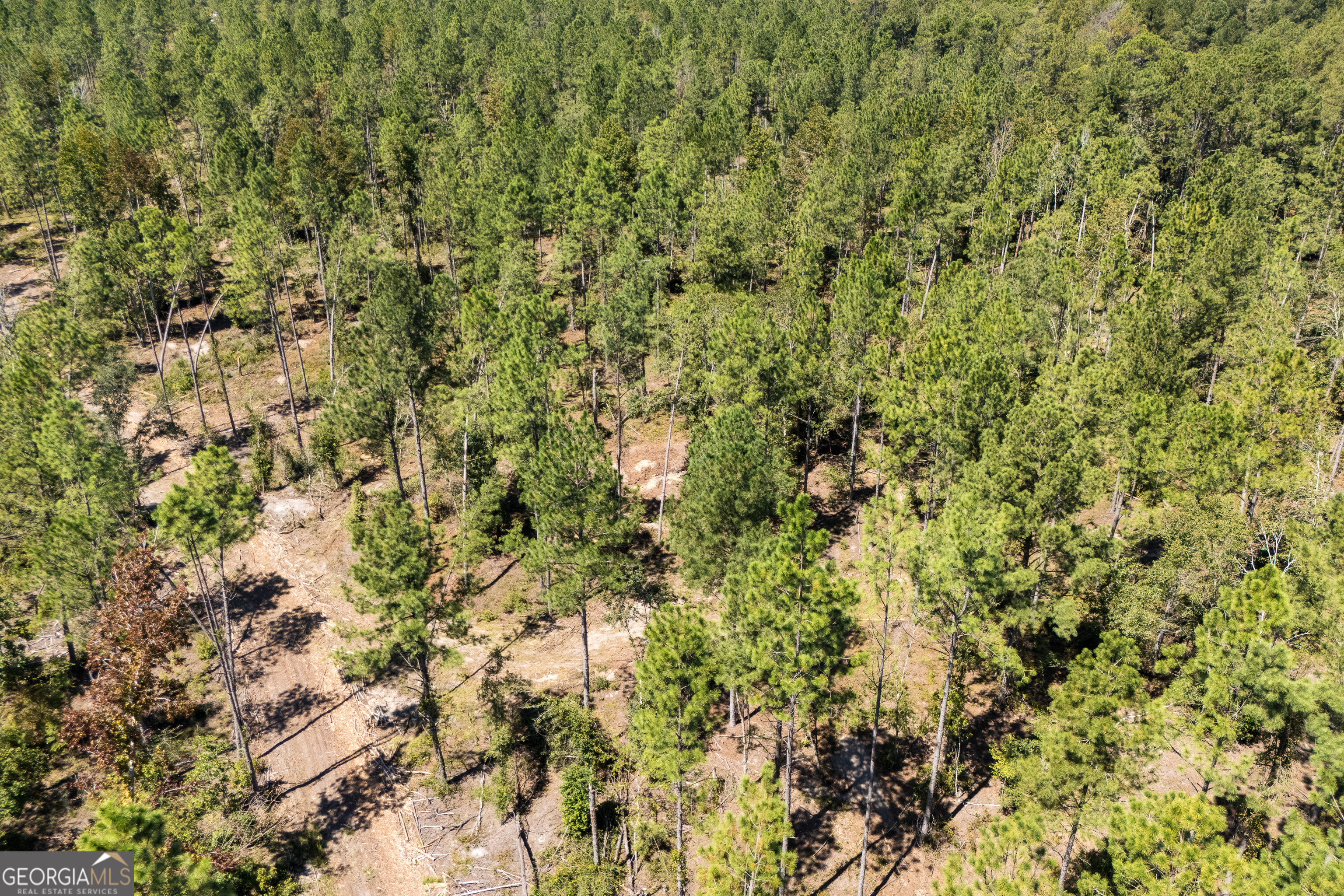 1603 Dl Durrence Road Reidsville, GA 30453 - Photo 40 of 78 a view of a big yard with plants and large trees