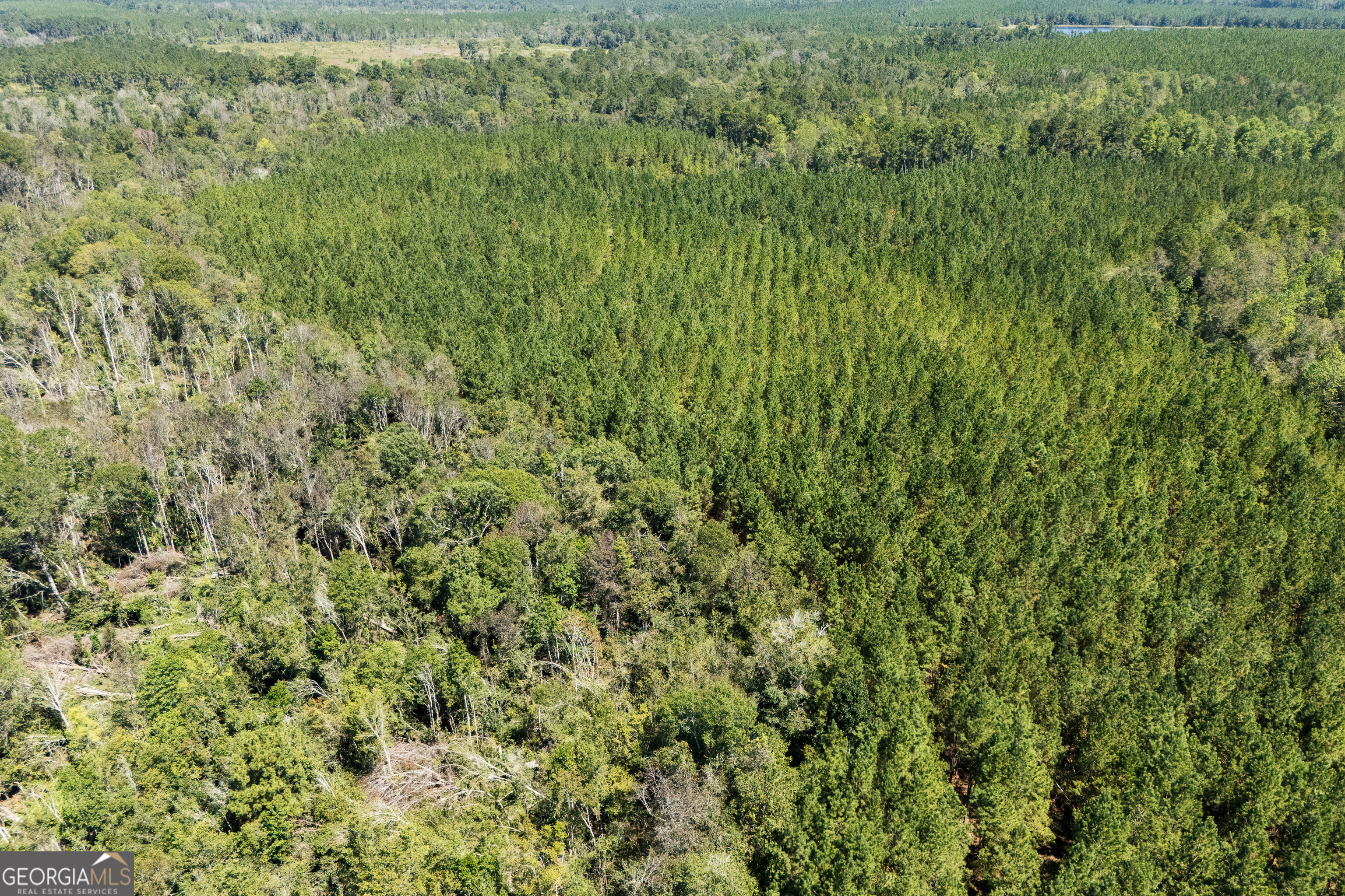 1603 Dl Durrence Road Reidsville, GA 30453 - Photo 45 of 78 a view of a big yard with plants and large trees