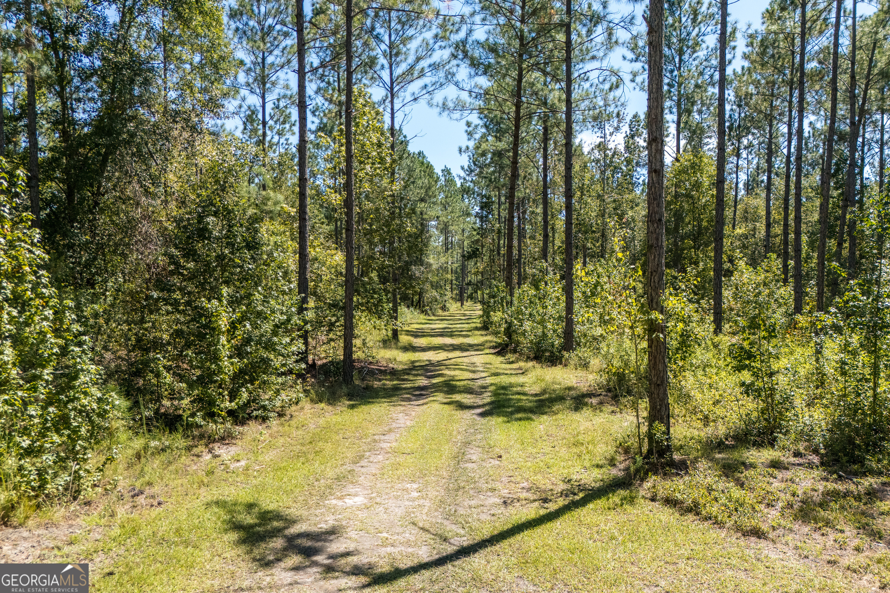 1603 Dl Durrence Road Reidsville, GA 30453 - Photo 48 of 78 a view of yard along with trees