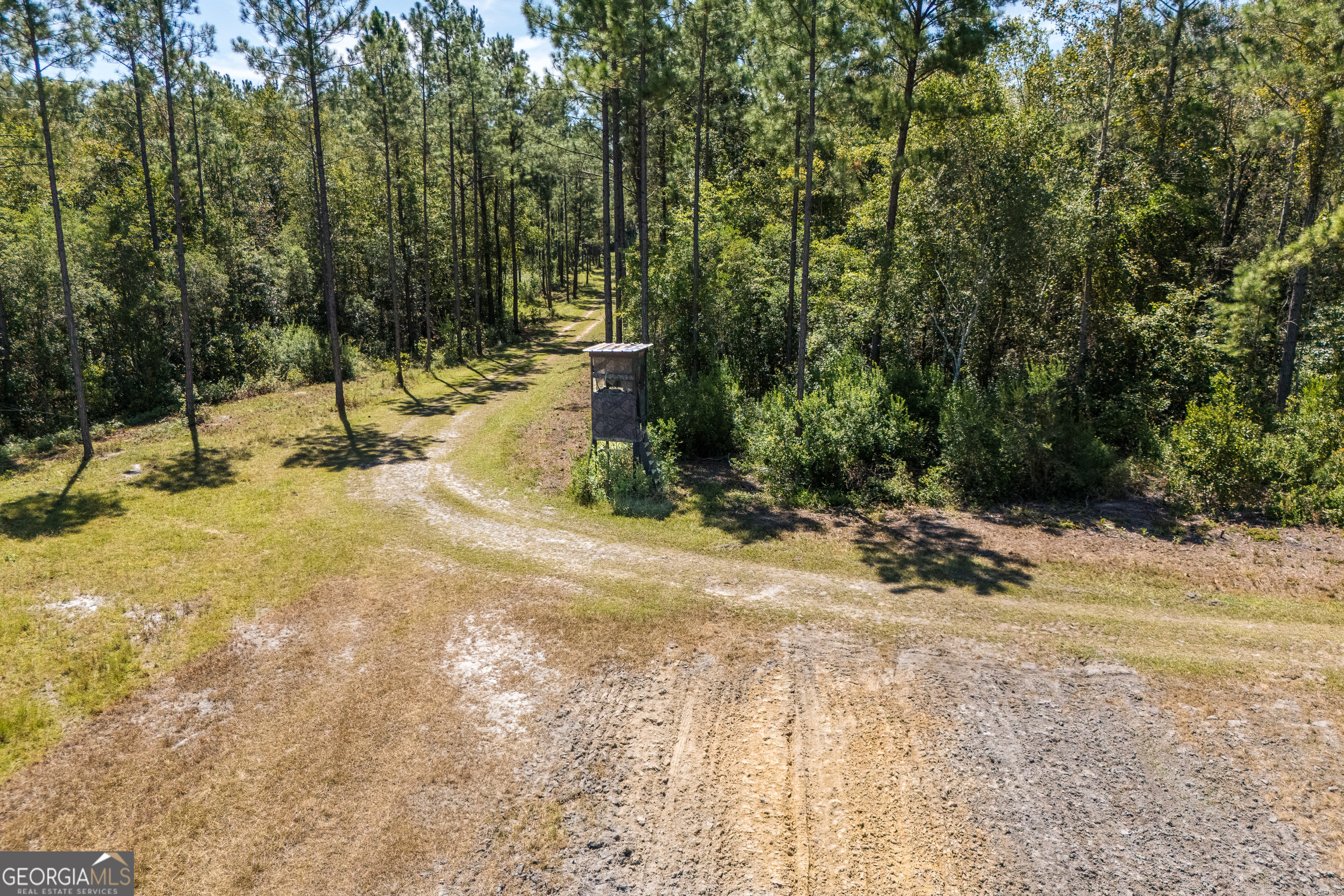 1603 Dl Durrence Road Reidsville, GA 30453 - Photo 50 of 78 a view of a yard with plants and trees