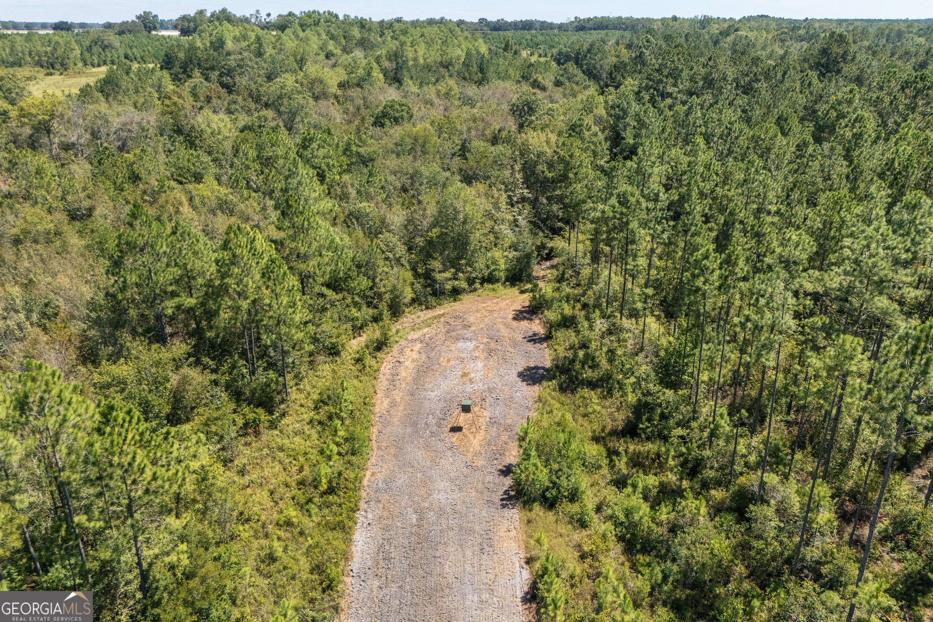 1603 Dl Durrence Road Reidsville, GA 30453 - Photo 57 of 78 a view of a forest with a street