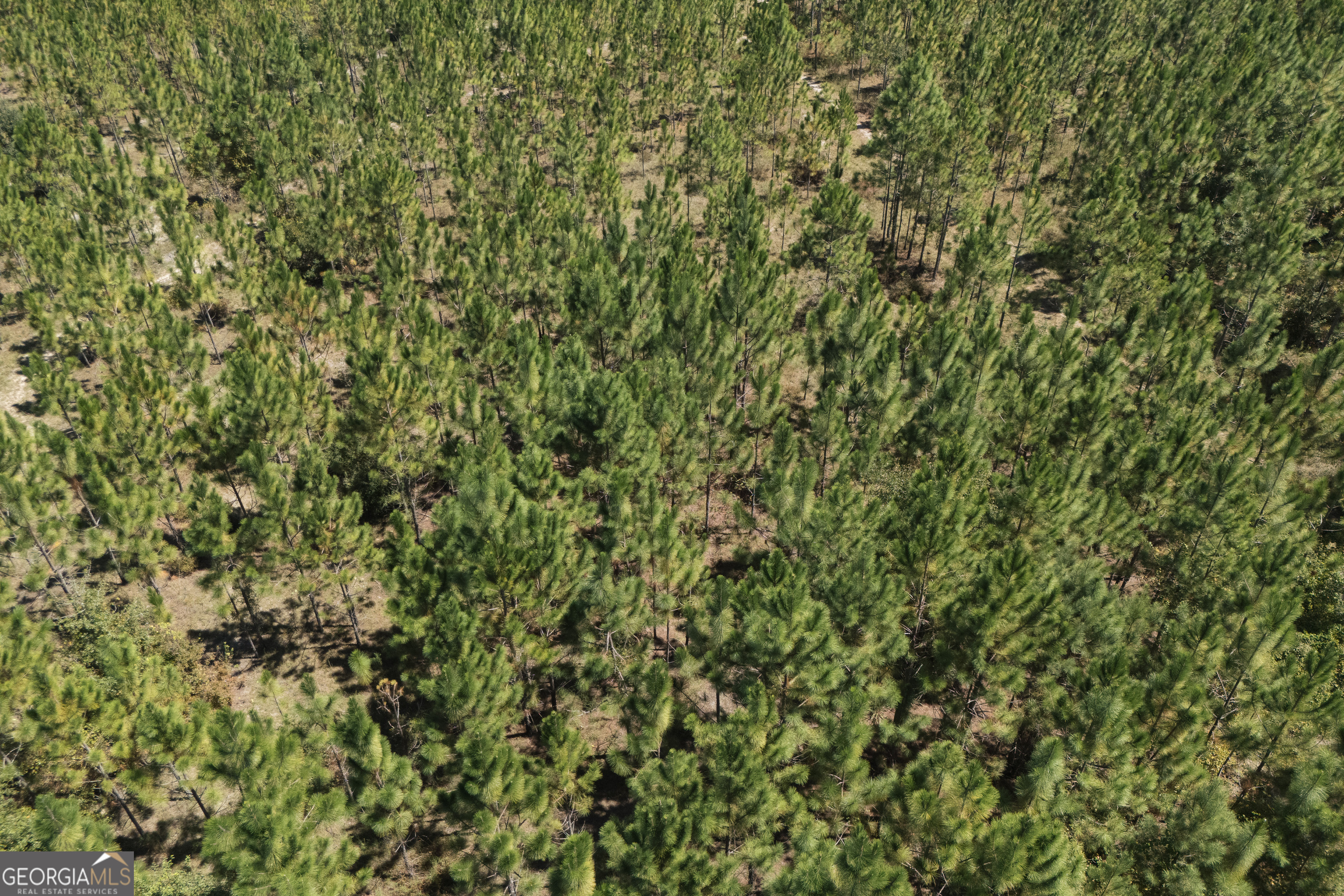 1603 Dl Durrence Road Reidsville, GA 30453 - Photo 61 of 78 a view of a yard with a plant