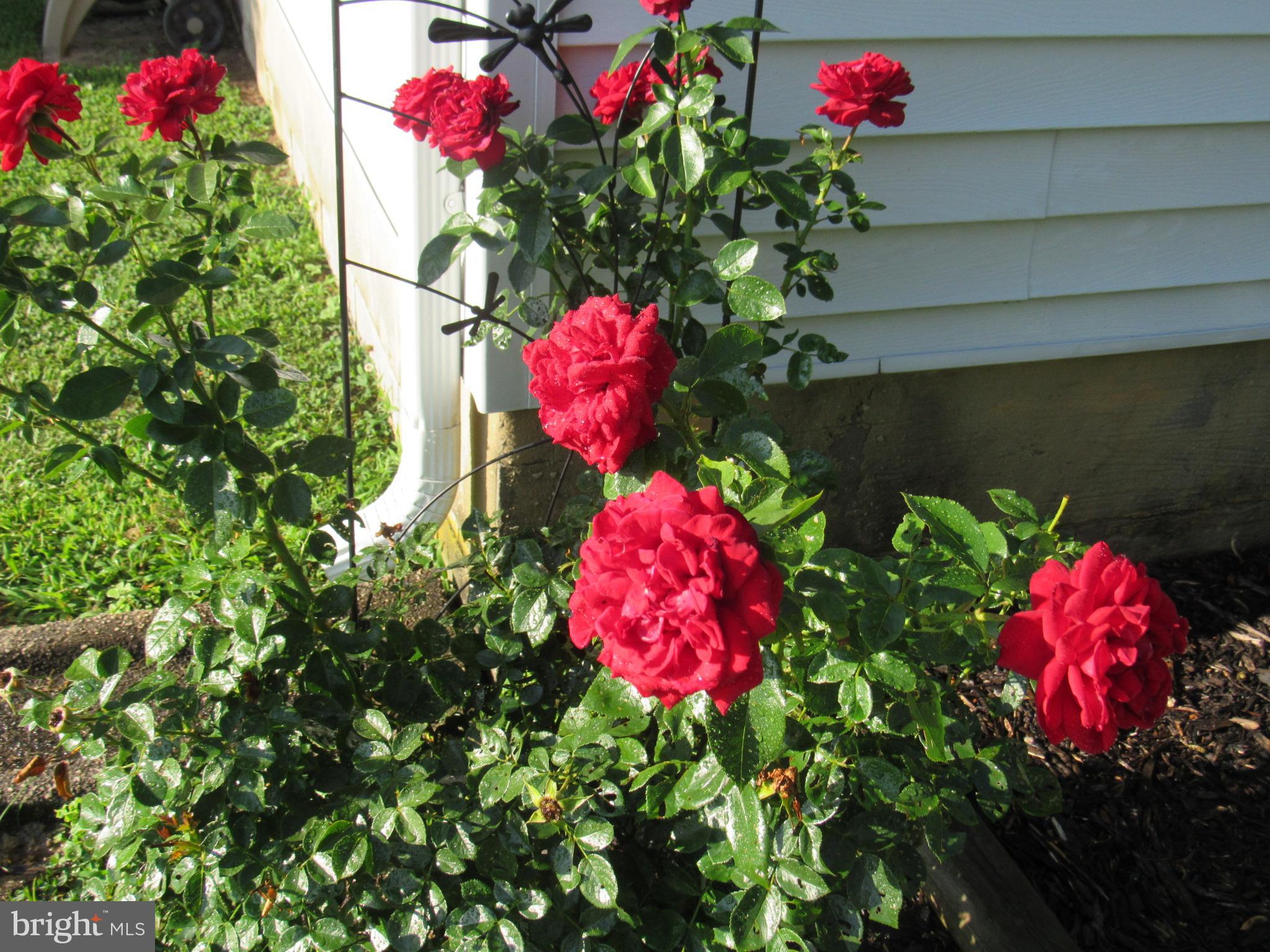 22173 Atlanta Road Seaford, DE 19973 - Photo 47 of 58 Bring her roses!