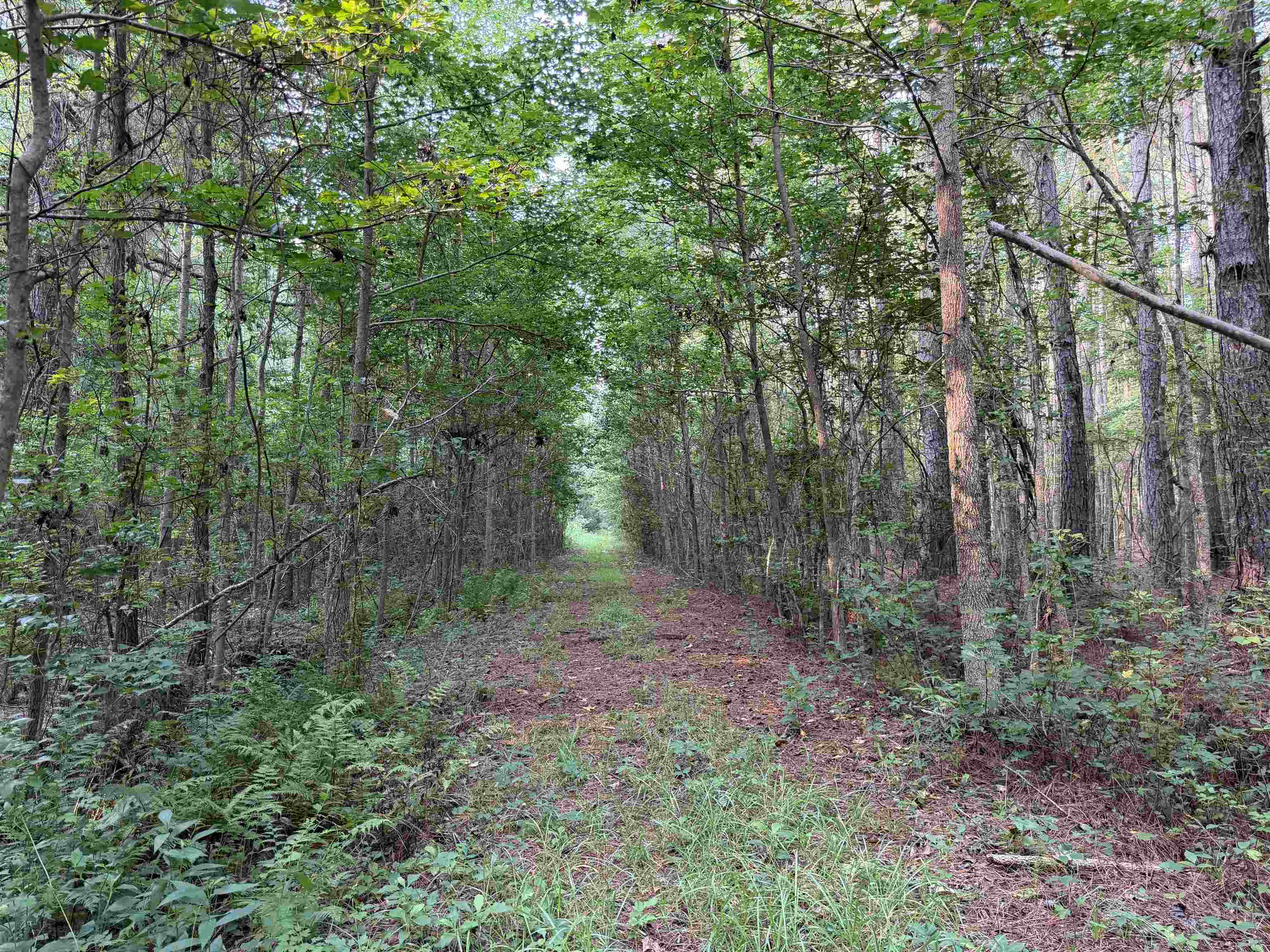 81.30-acres - Blackberry Road Hemingway, SC 29554 - Photo 18 of 21 Gallery Image 18