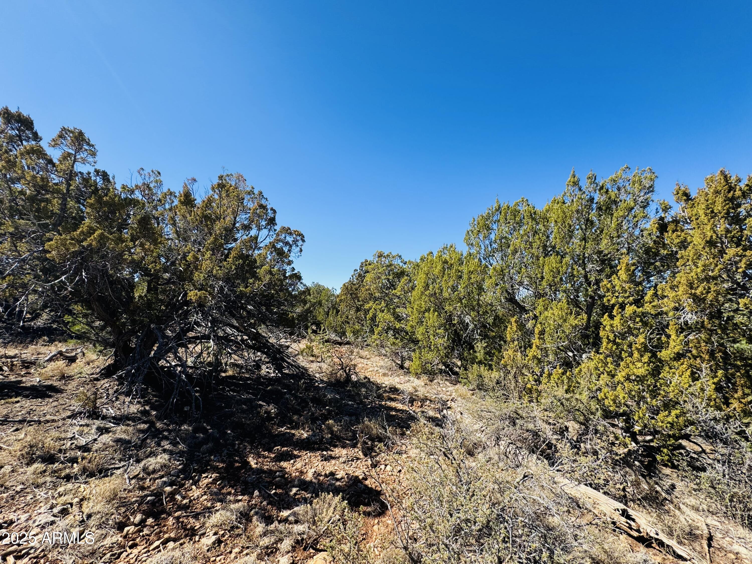 4108 Sunset Ridge Loop, Unit 135 Happy Jack, AZ 86024 - Photo 13 of 19 a view of a tree with a tree in the background