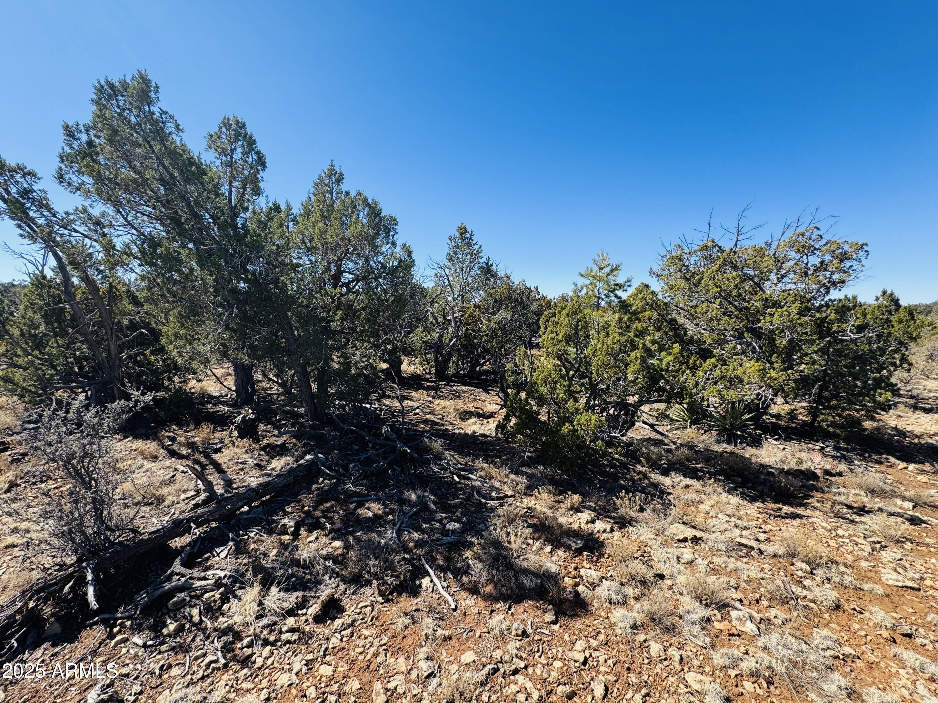 4108 Sunset Ridge Loop, Unit 135 Happy Jack, AZ 86024 - Photo 16 of 19 a view of a yard with a tree