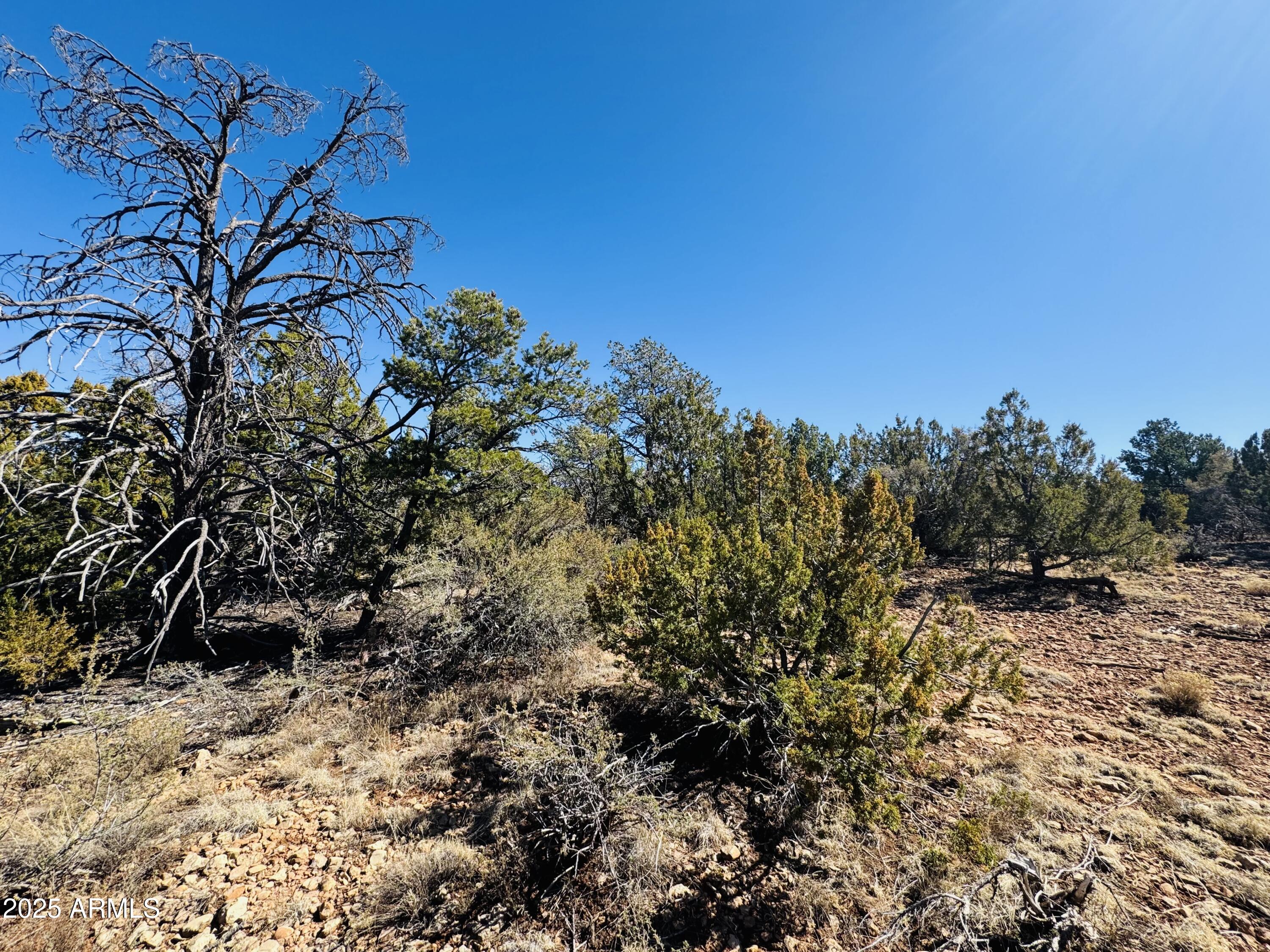 4108 Sunset Ridge Loop, Unit 135 Happy Jack, AZ 86024 - Photo 5 of 19 a view of a yard with a tree