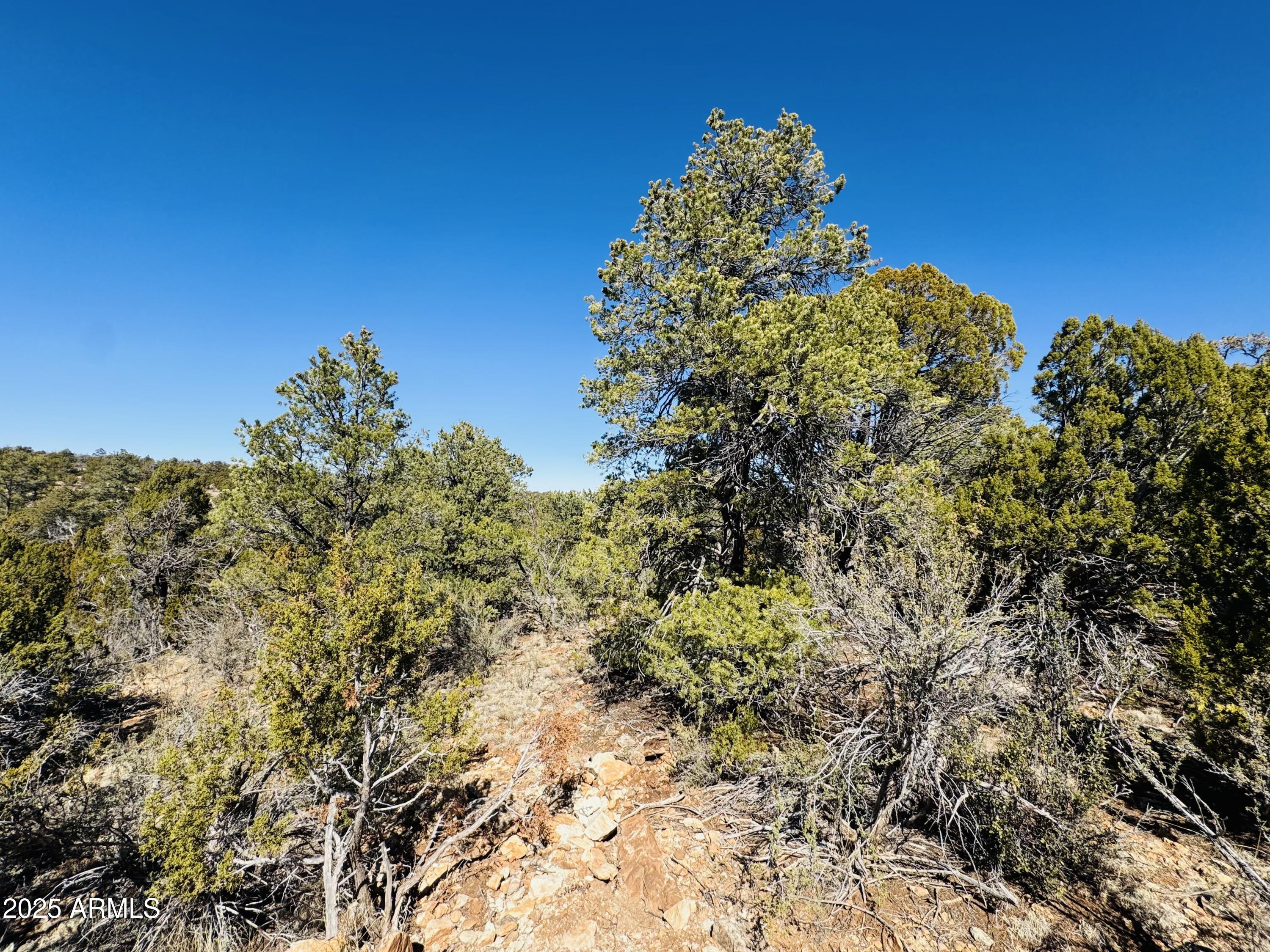 4108 Sunset Ridge Loop, Unit 135 Happy Jack, AZ 86024 - Photo 7 of 19 a view of a garden with plants