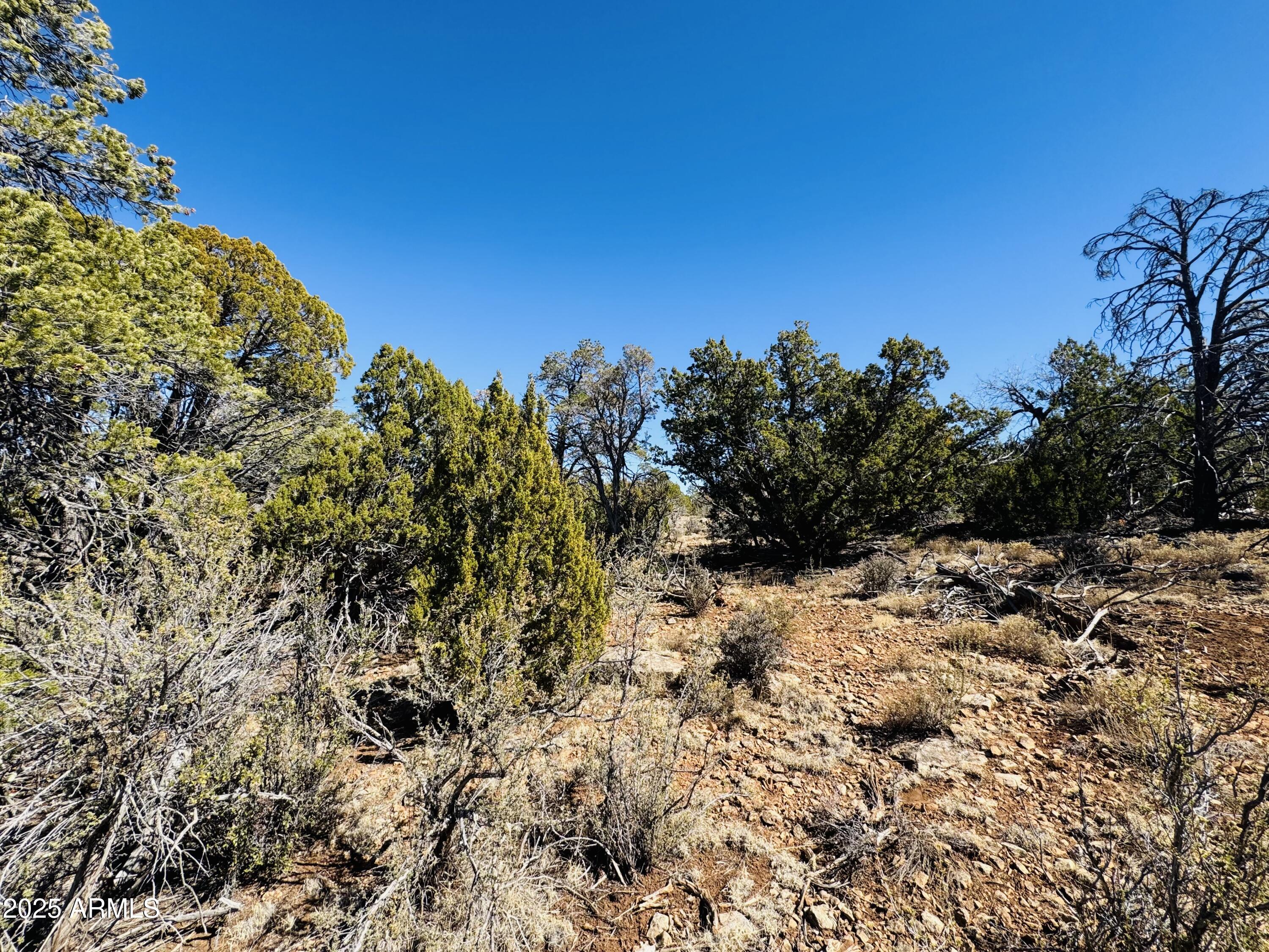 4108 Sunset Ridge Loop, Unit 135 Happy Jack, AZ 86024 - Photo 8 of 19 a view of a yard with a tree