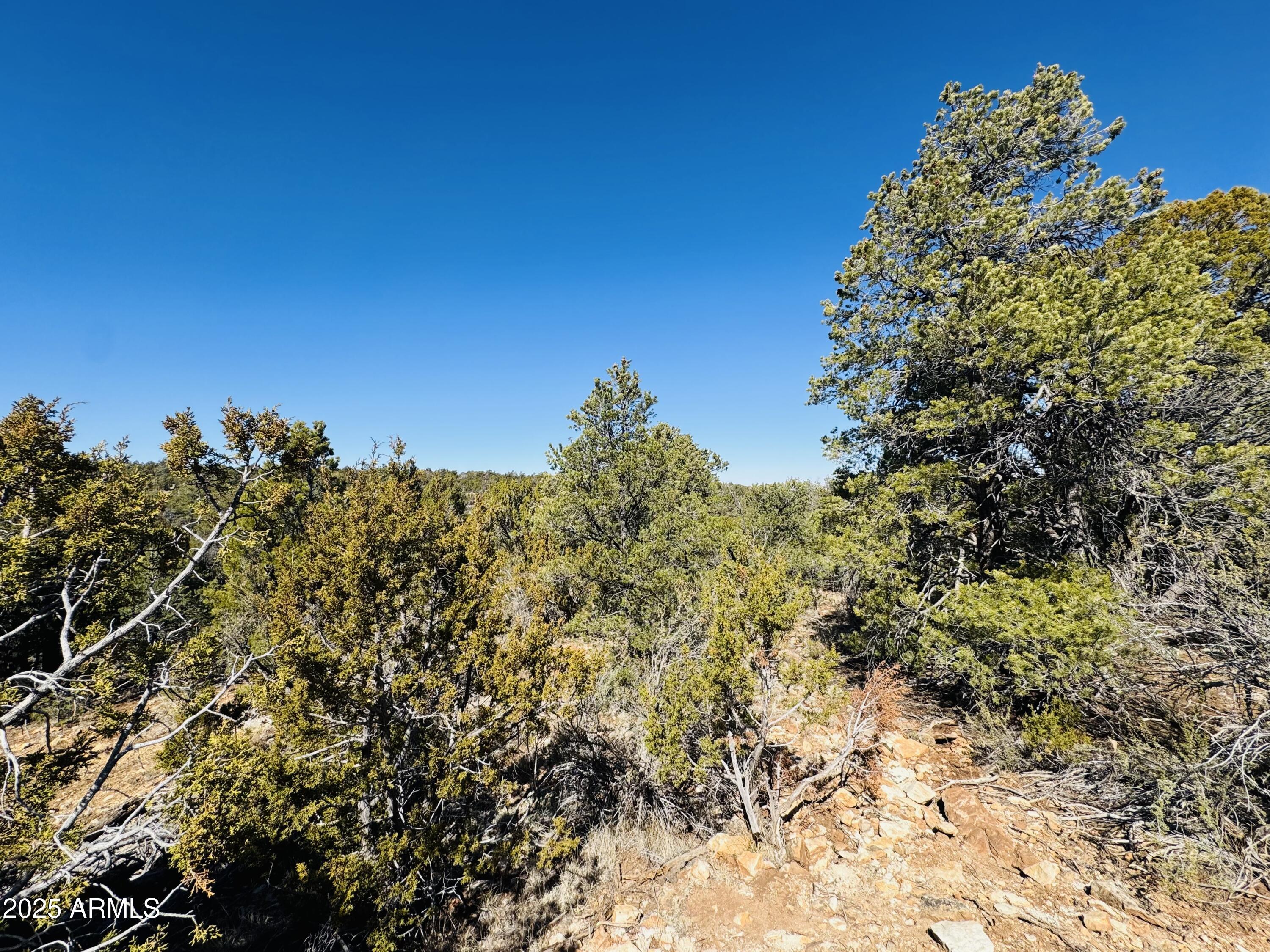 4108 Sunset Ridge Loop, Unit 135 Happy Jack, AZ 86024 - Photo 9 of 19 a view of a large yard with lots of bushes