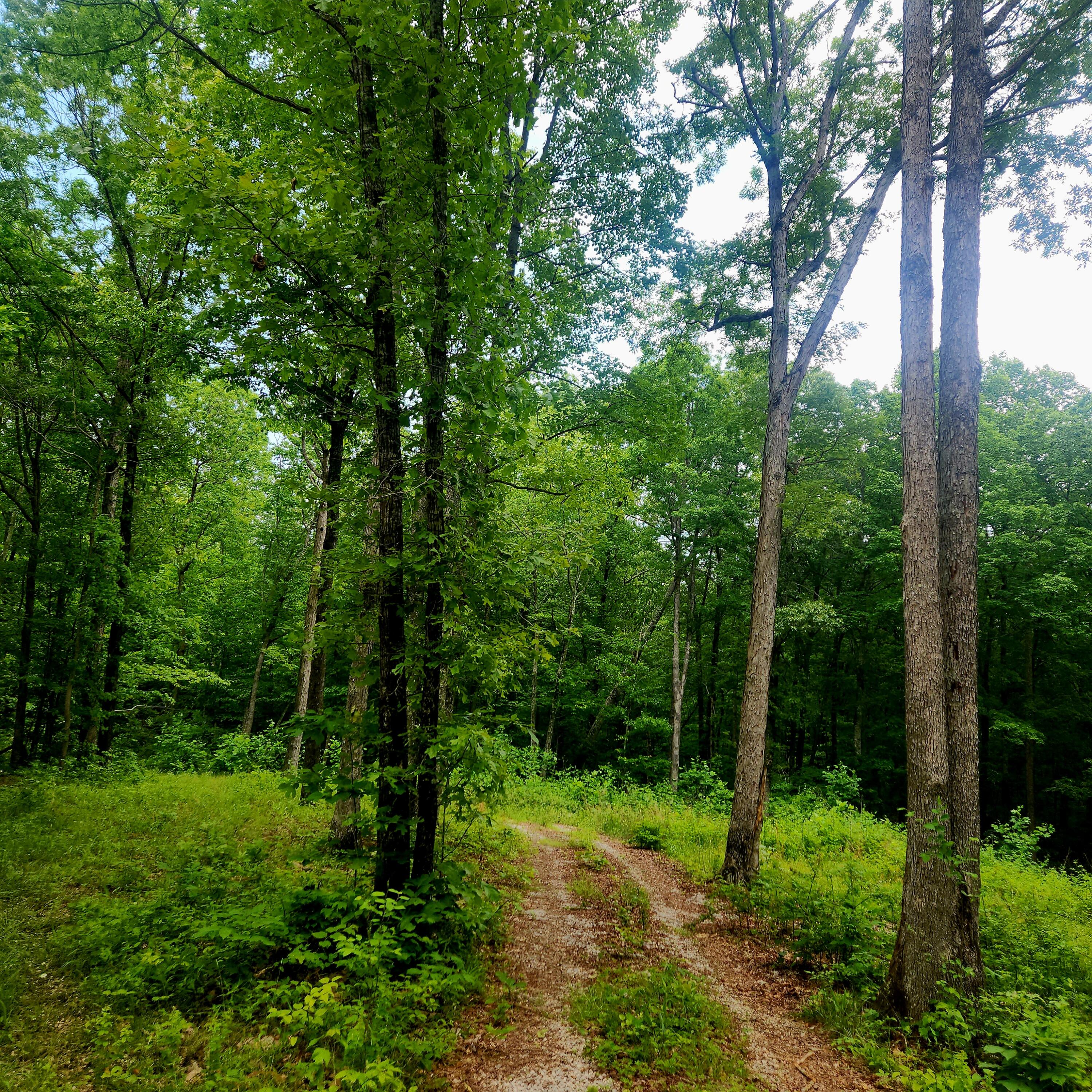 820 Wild Dog Trail Road McKee, KY 40447 - Photo 30 of 37 20240522_144102