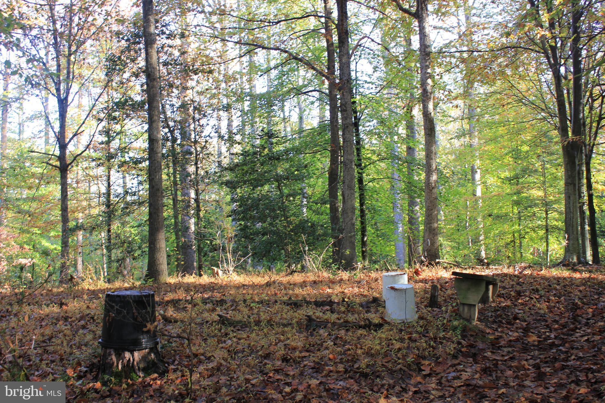 5510 Stephen Reid Road Huntingtown, MD 20639 - Photo 38 of 59 a view of a yard with large trees