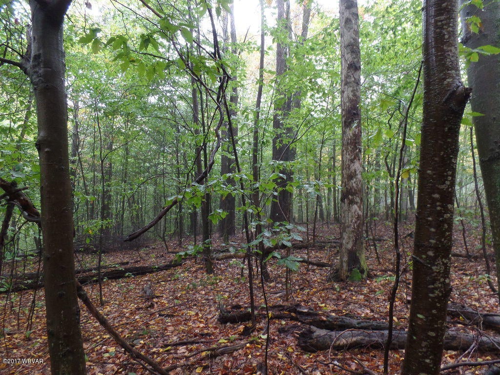 0 Post Road Trout Run, PA 17771 - Photo 2 of 9 SAM_0638