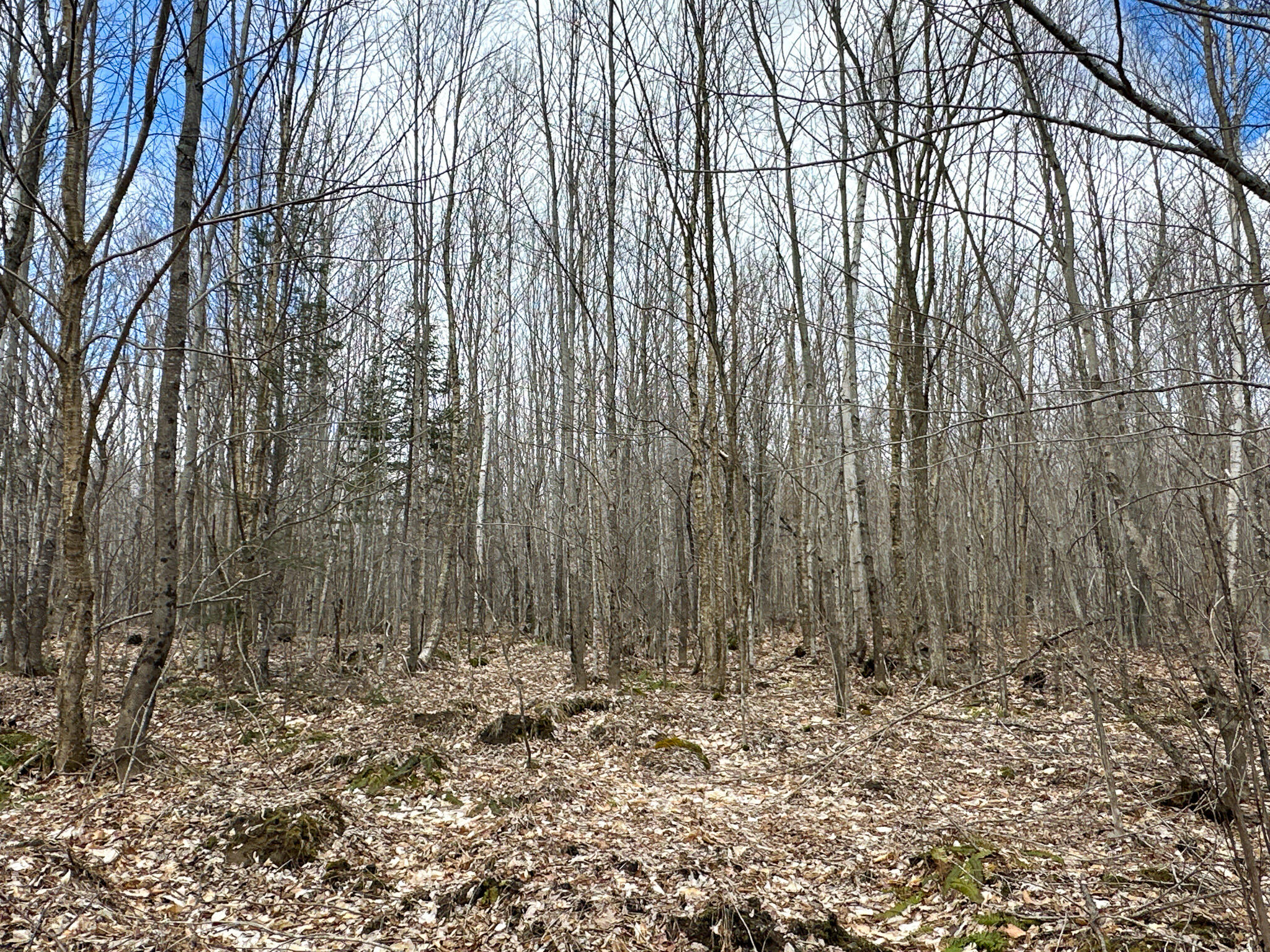 Lot 16 Upper Dobsis Road Lakeville, ME 04487 - Photo 23 of 26 23
