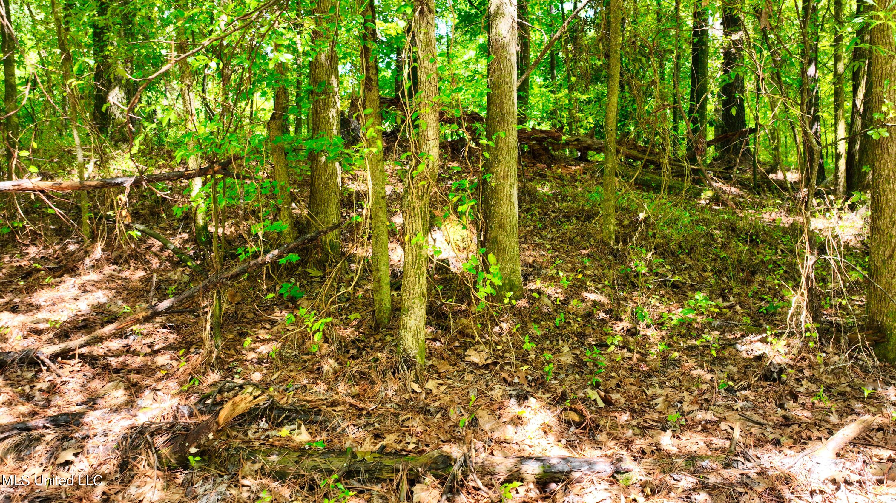3900 Holly Grove Road Como, MS 38619 - Photo 41 of 61 DJI_0057