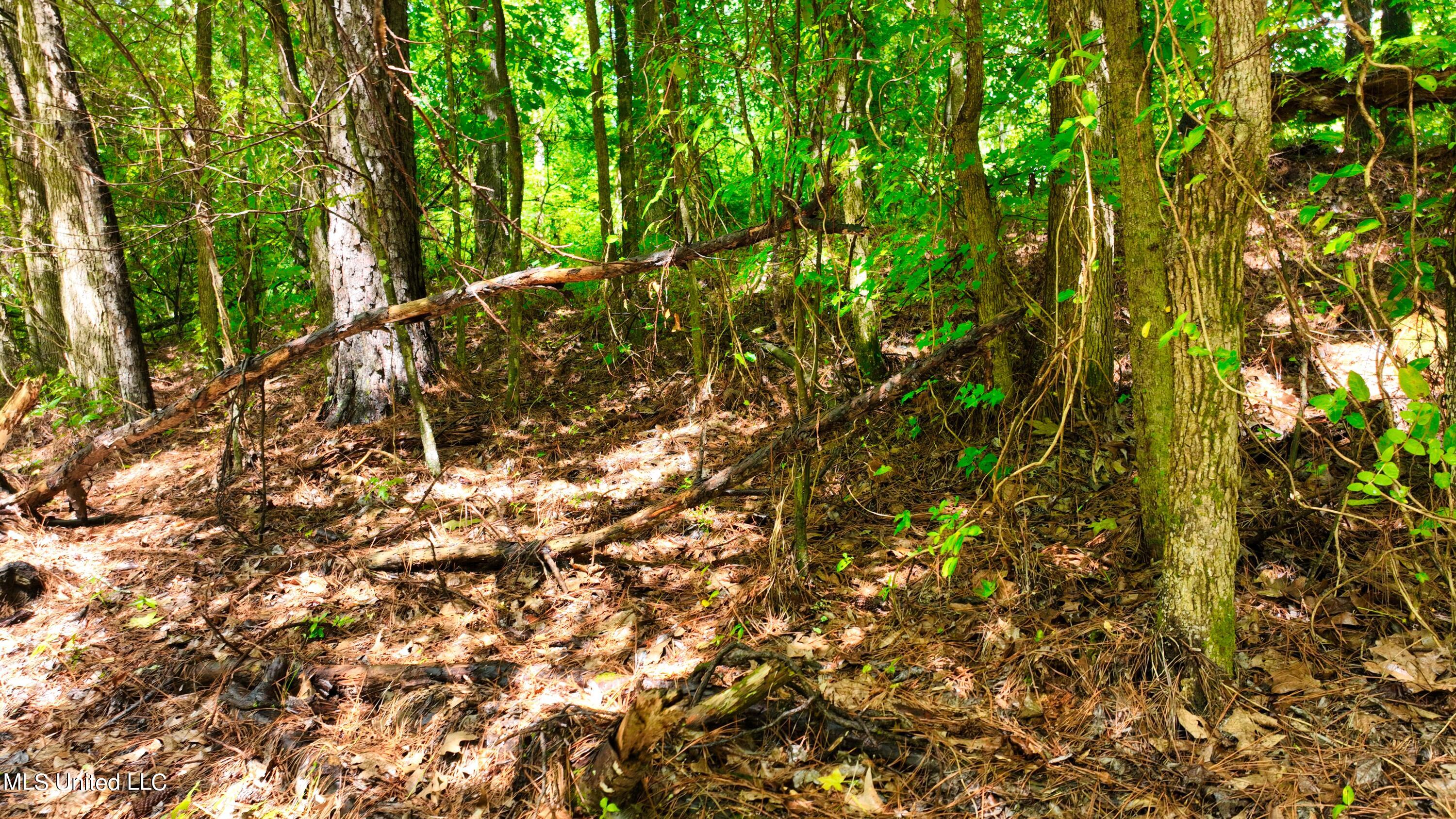 3900 Holly Grove Road Como, MS 38619 - Photo 42 of 61 DJI_0058