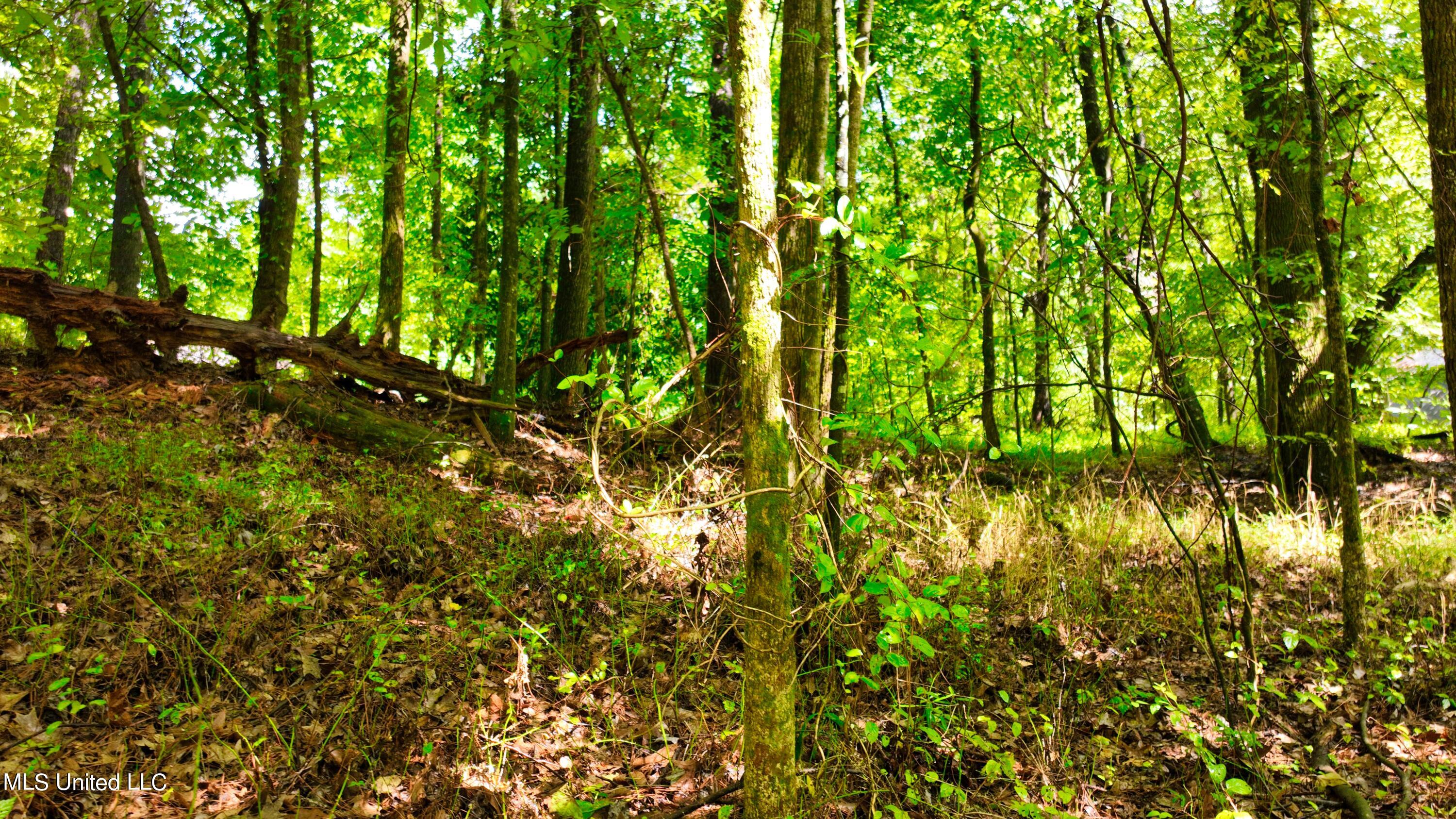 3900 Holly Grove Road Como, MS 38619 - Photo 43 of 61 DJI_0059