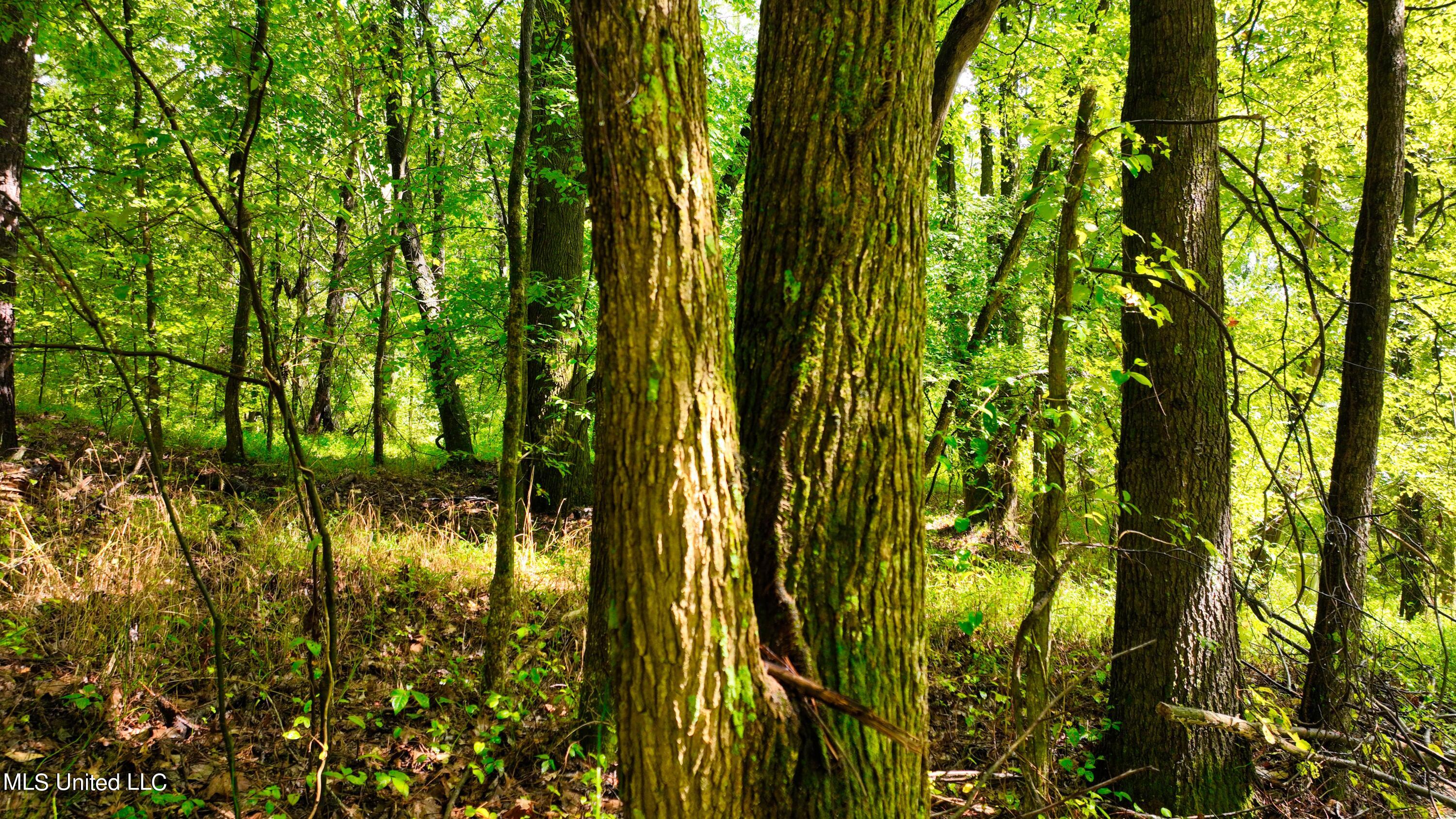 3900 Holly Grove Road Como, MS 38619 - Photo 46 of 61 DJI_0062
