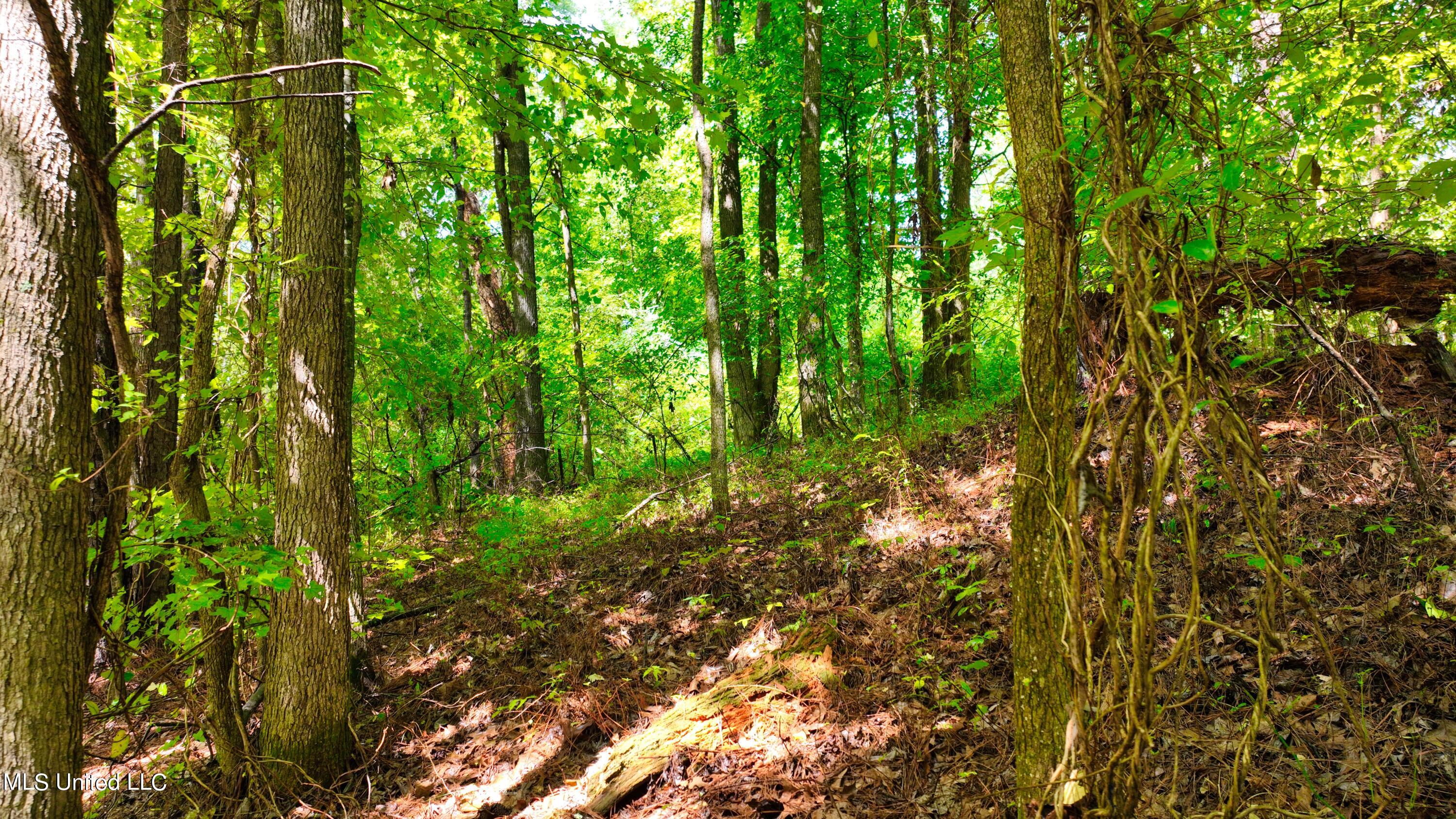 3900 Holly Grove Road Como, MS 38619 - Photo 47 of 61 DJI_0063
