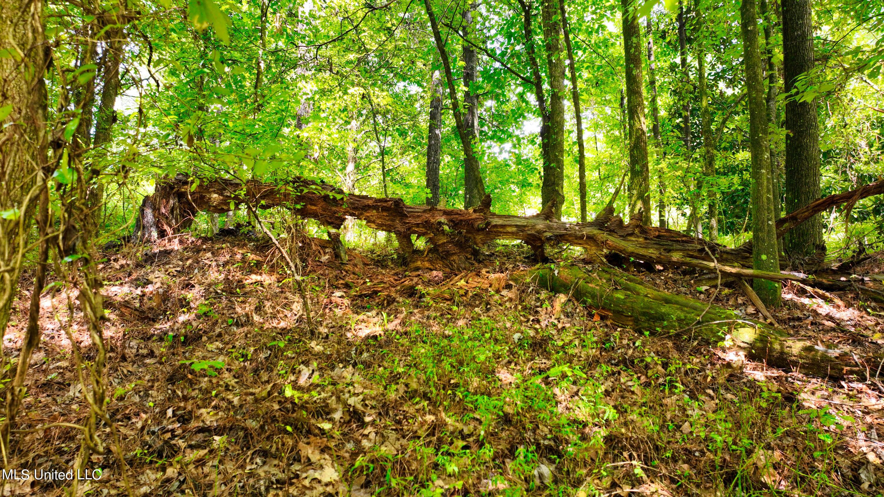 3900 Holly Grove Road Como, MS 38619 - Photo 48 of 61 DJI_0064