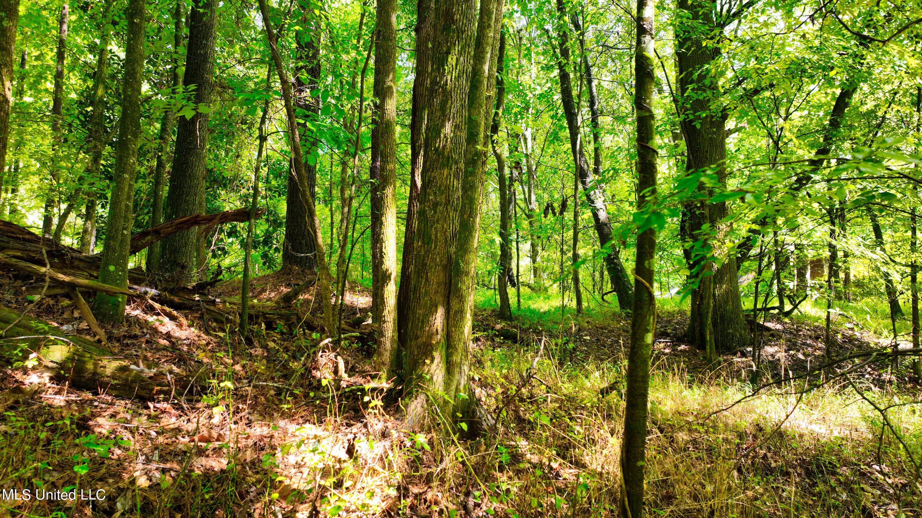 3900 Holly Grove Road Como, MS 38619 - Photo 49 of 61 DJI_0065