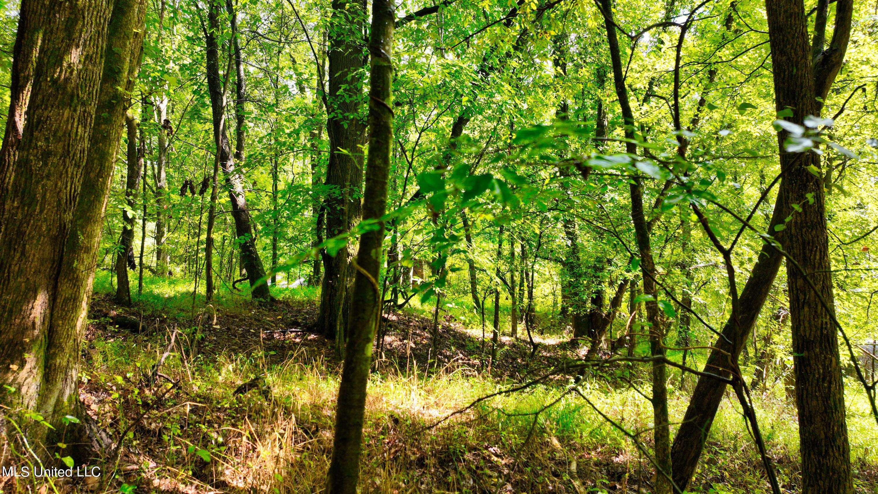 3900 Holly Grove Road Como, MS 38619 - Photo 52 of 61 DJI_0068