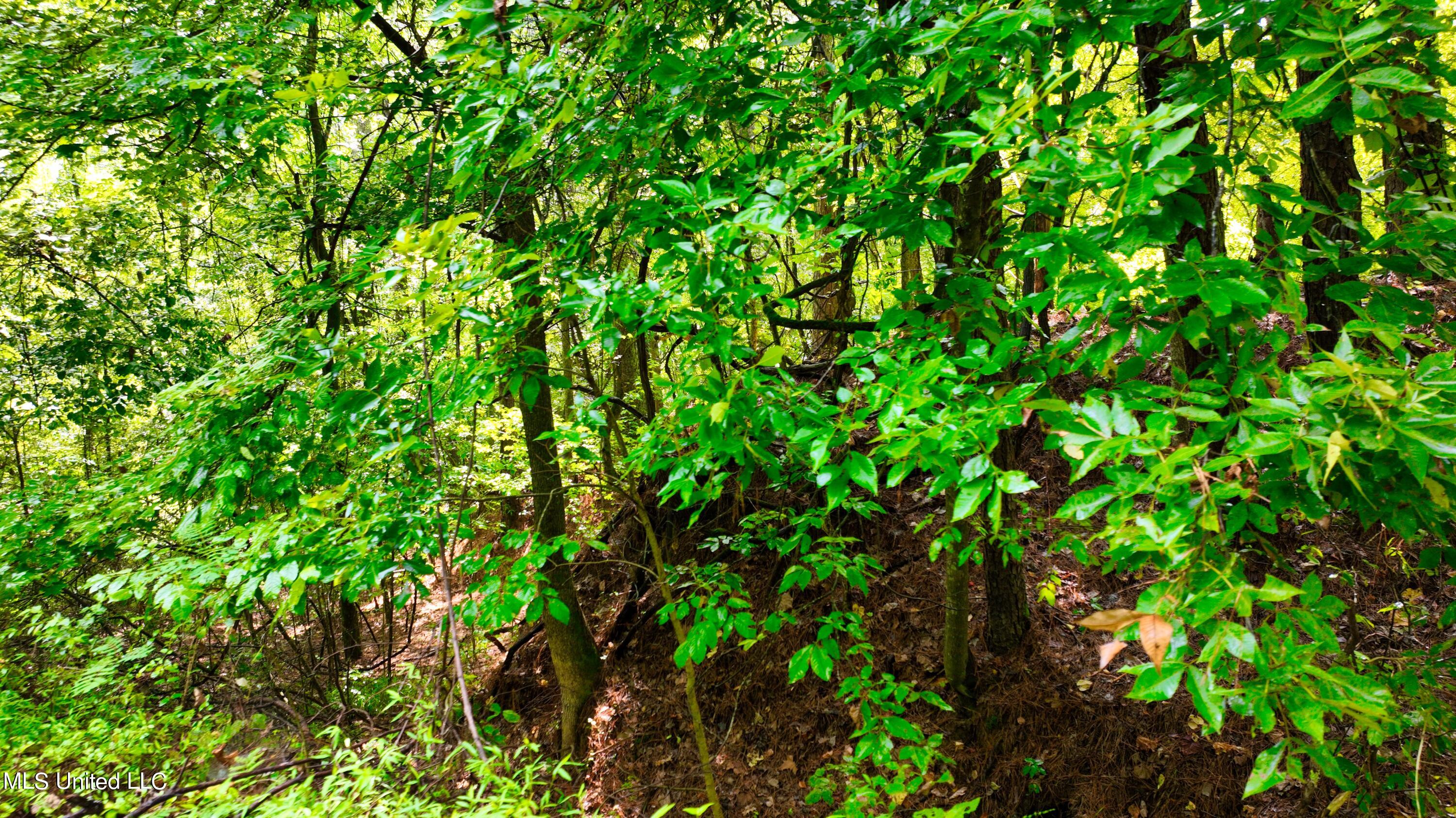 3900 Holly Grove Road Como, MS 38619 - Photo 53 of 61 DJI_0069