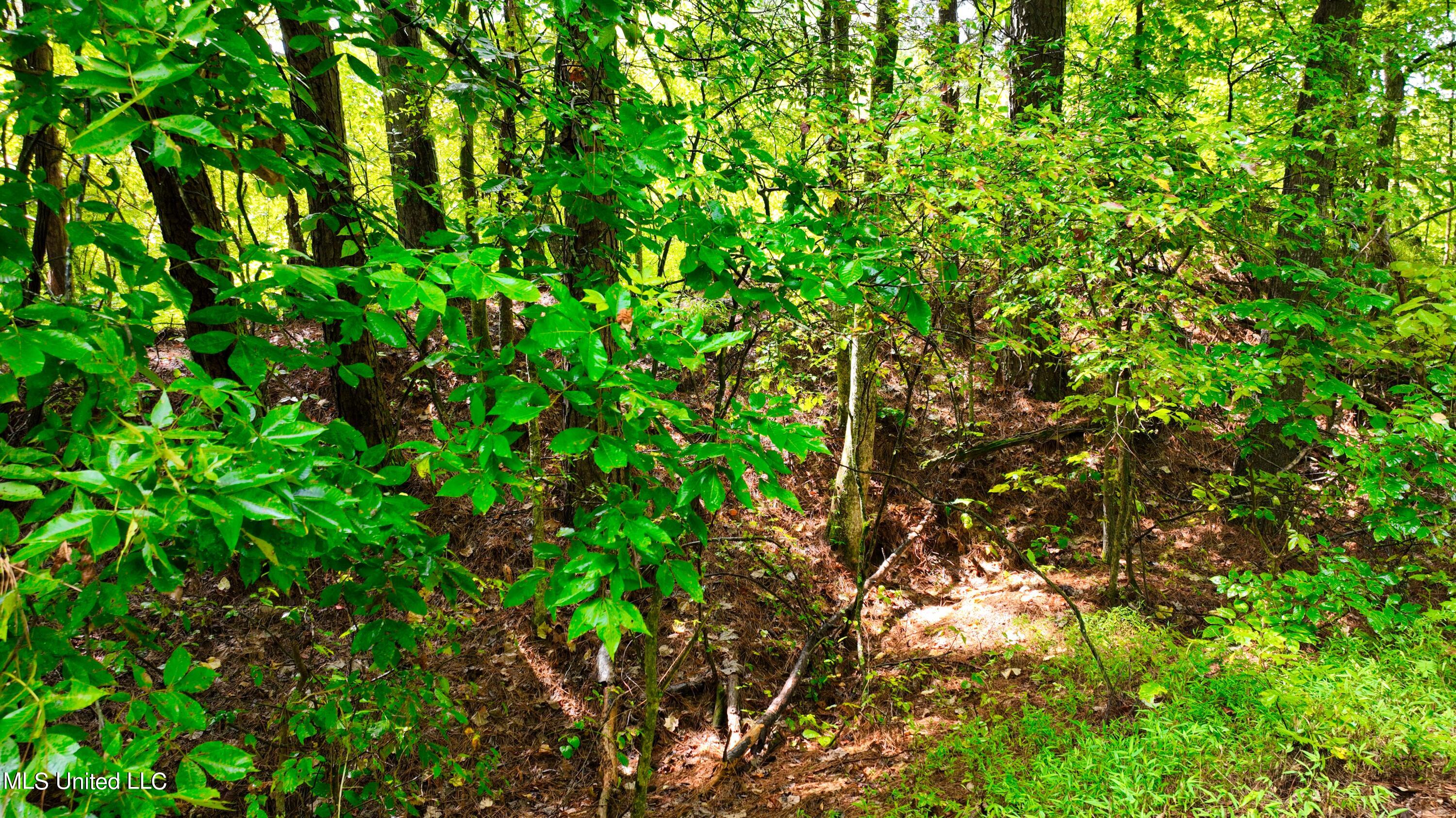 3900 Holly Grove Road Como, MS 38619 - Photo 55 of 61 DJI_0071