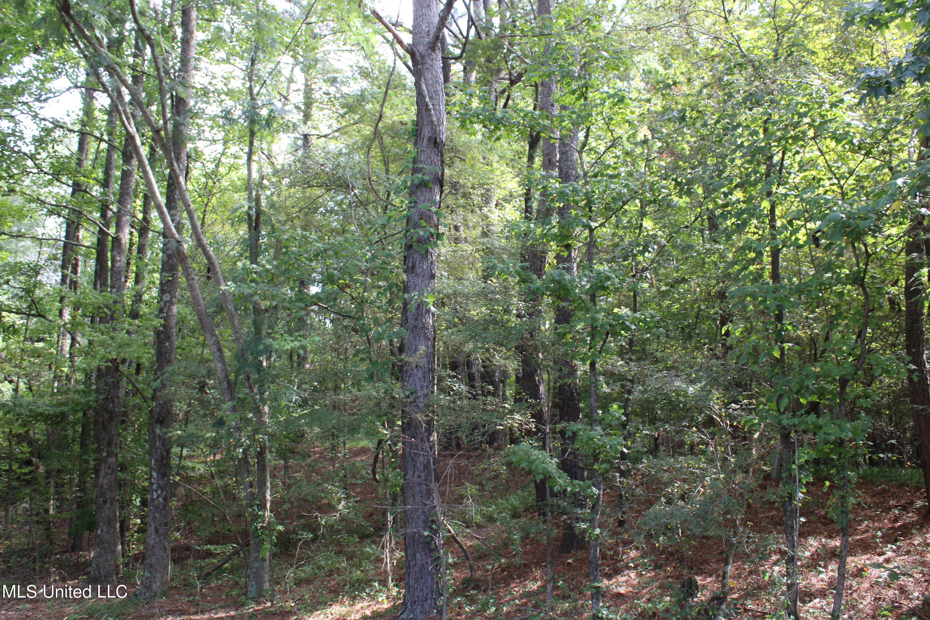 3900 Holly Grove Road Como, MS 38619 - Photo 58 of 61 IMG_0045