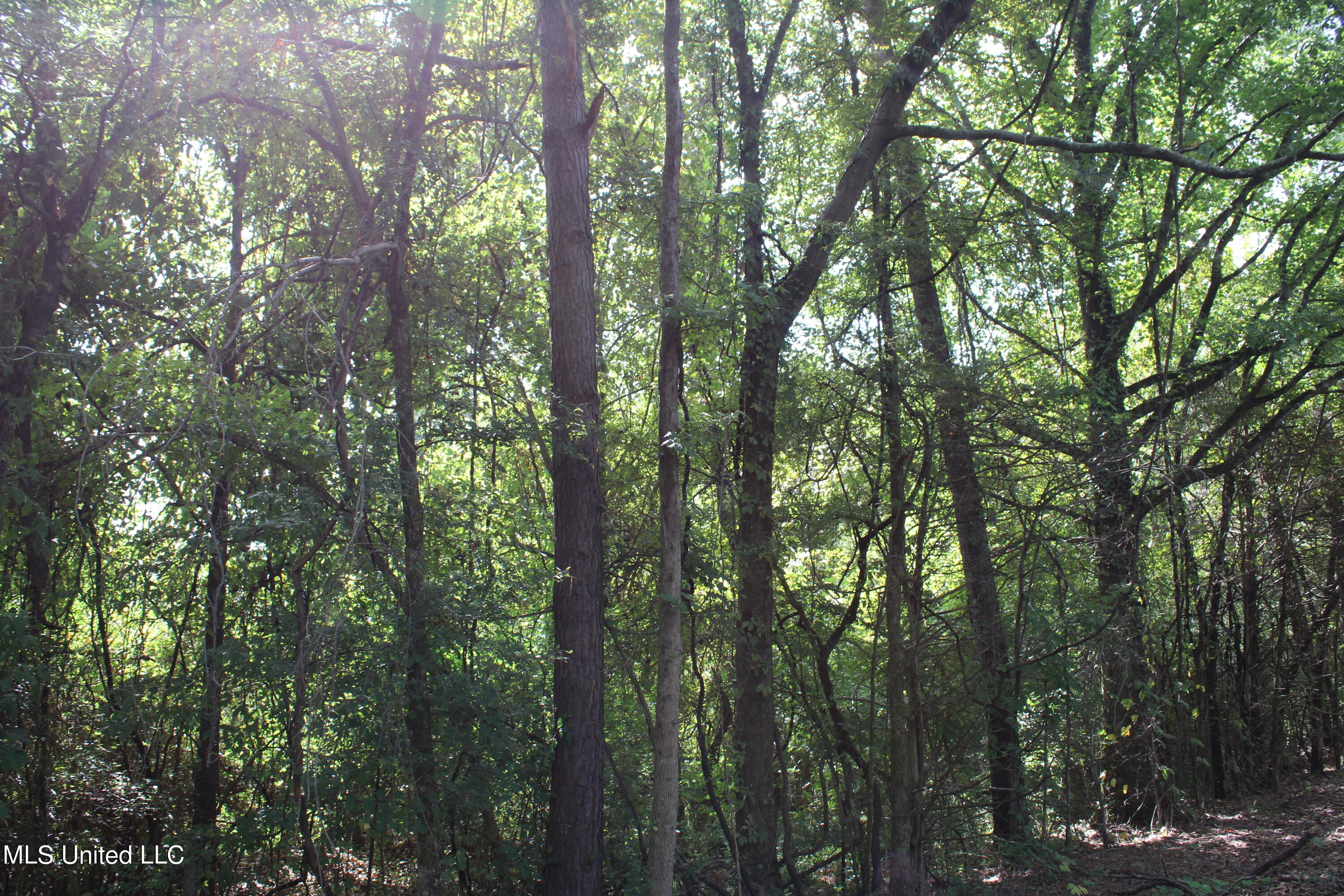 3900 Holly Grove Road Como, MS 38619 - Photo 59 of 61 IMG_0046