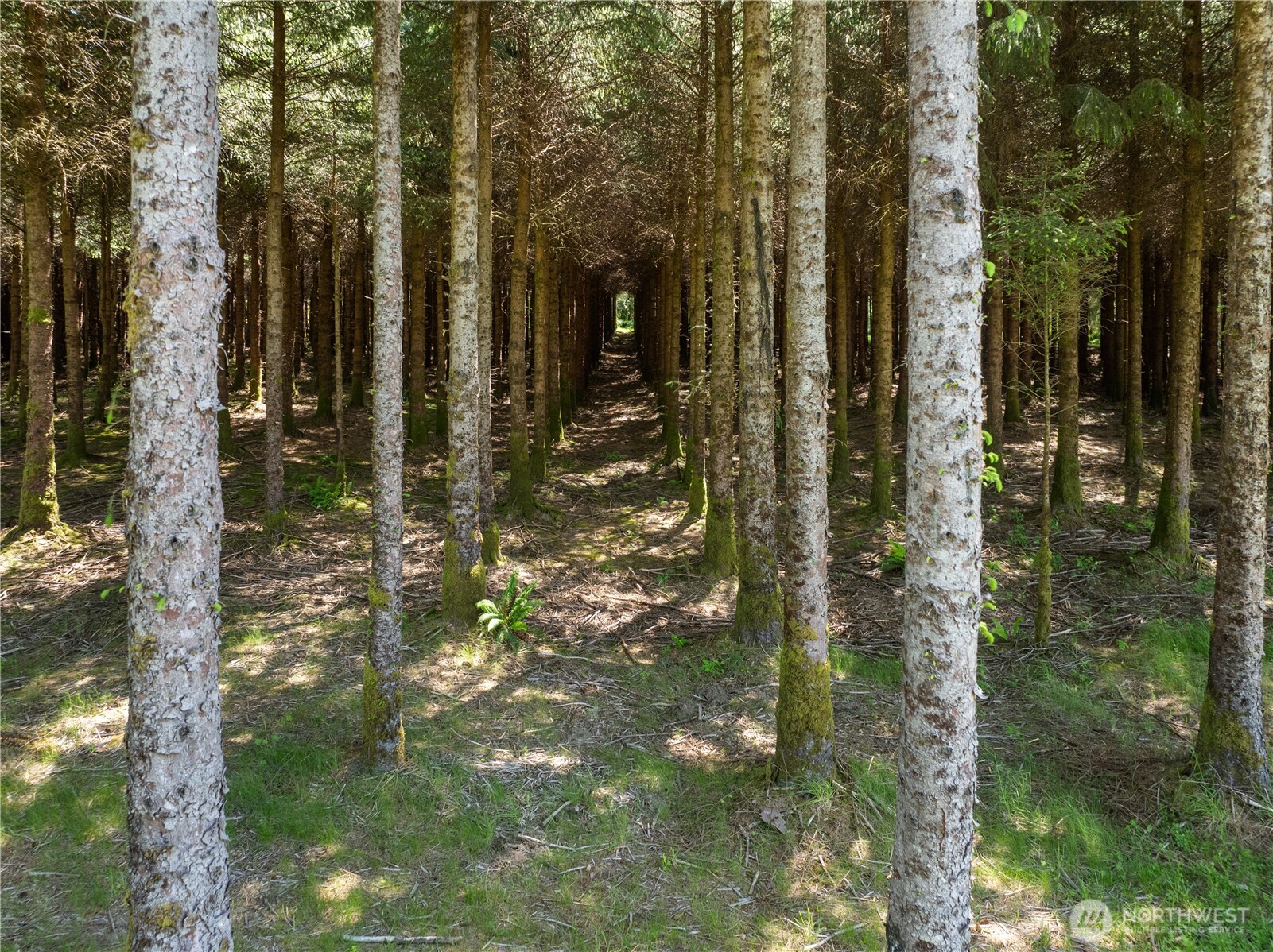 Undisclosed Address Forks, WA 98331 - Photo 9 of 39