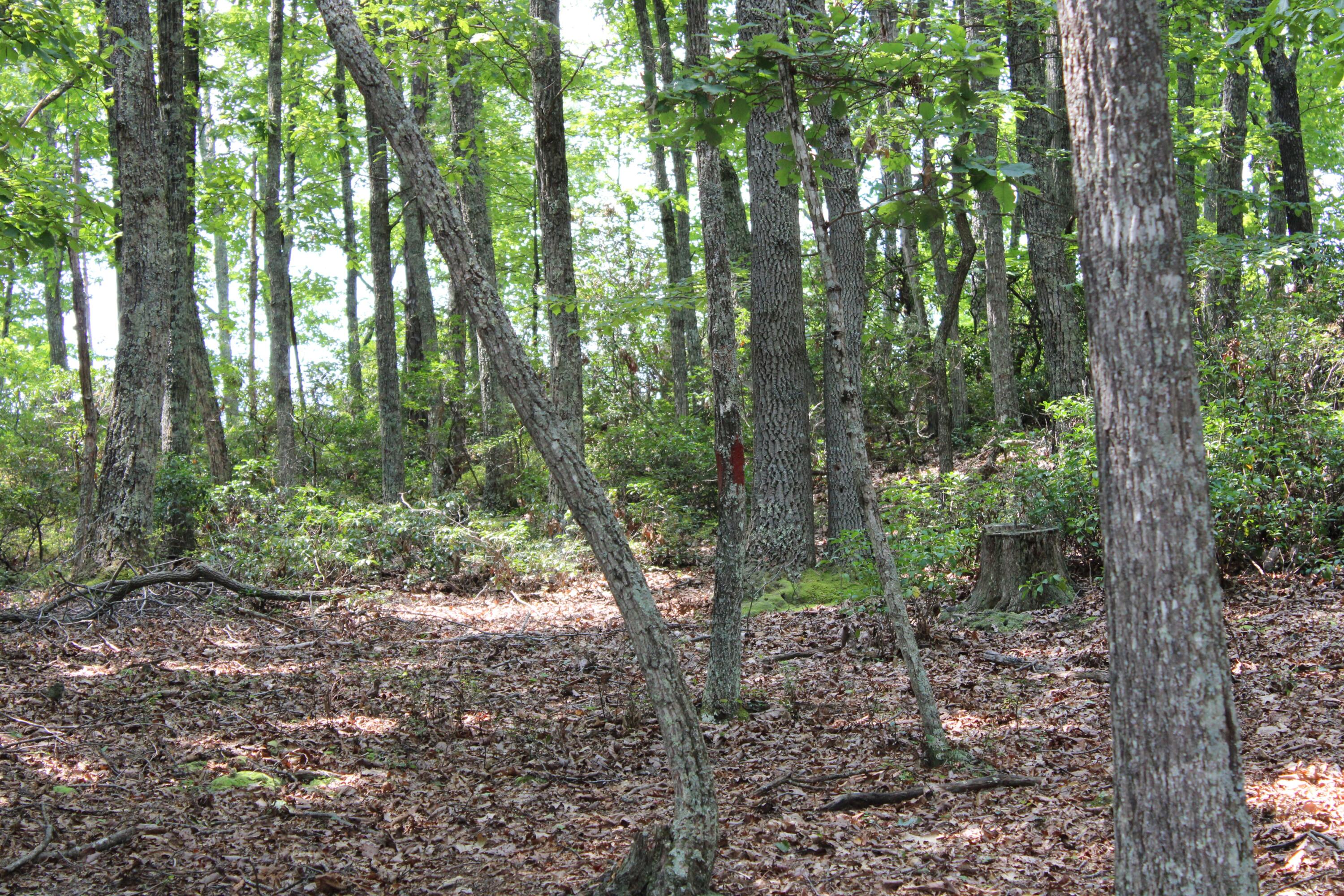2816 Johns Creek Road New Castle, VA 24127 - Photo 42 of 96 RS IMG_0037