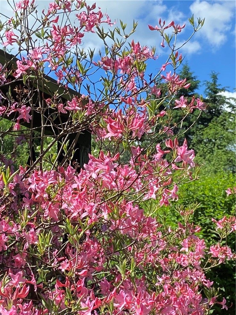 323 Gohan Road Maryland, NY 12155 - Photo 38 of 38