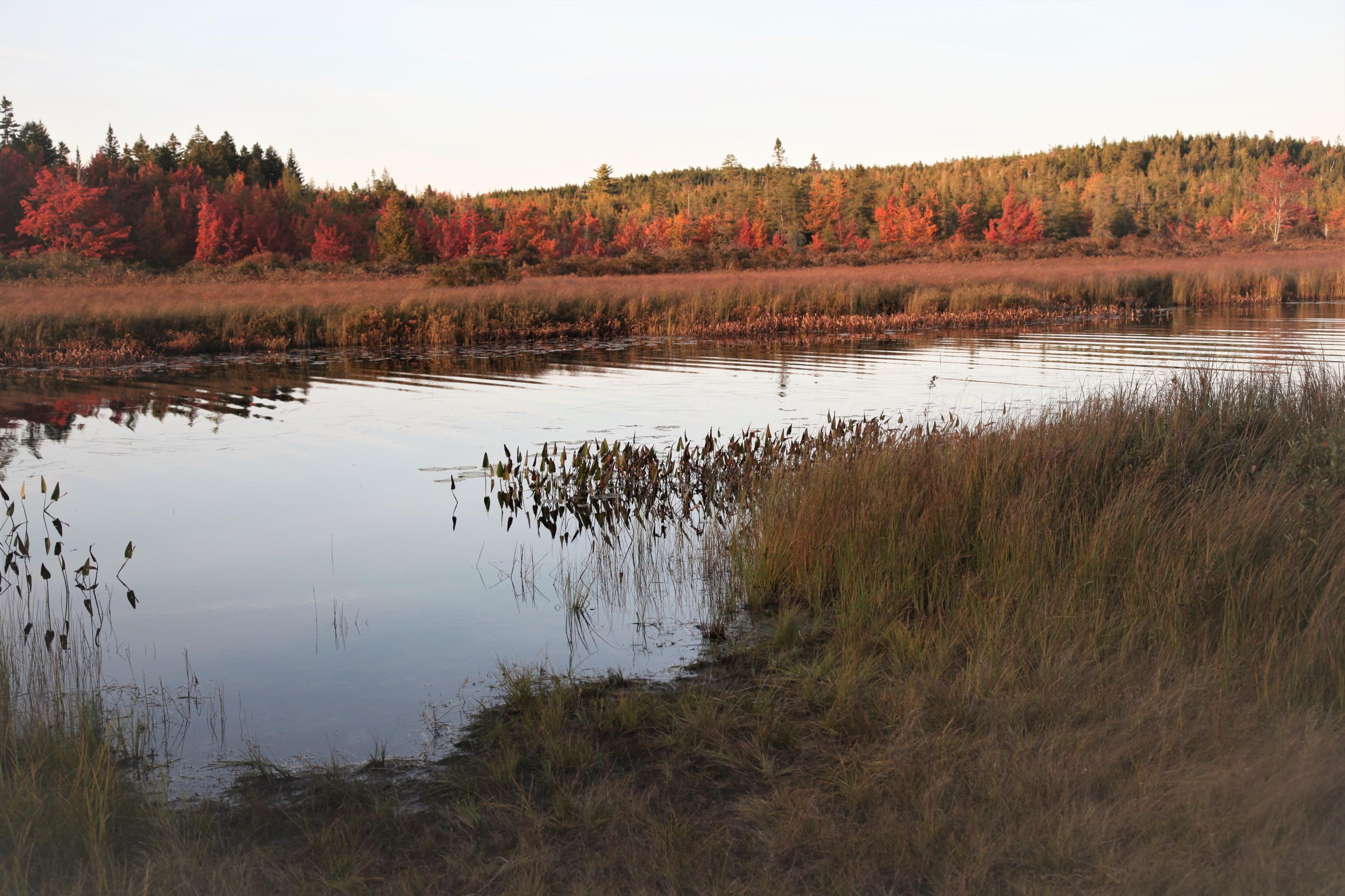 190 Orange Lake Road Whiting, ME 04691 - Photo 34 of 72 IMG_0694