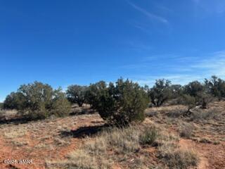 4401 Indian Bend Road Snowflake, AZ 85937 - Photo 2 of 5 a view of a yard with a tree