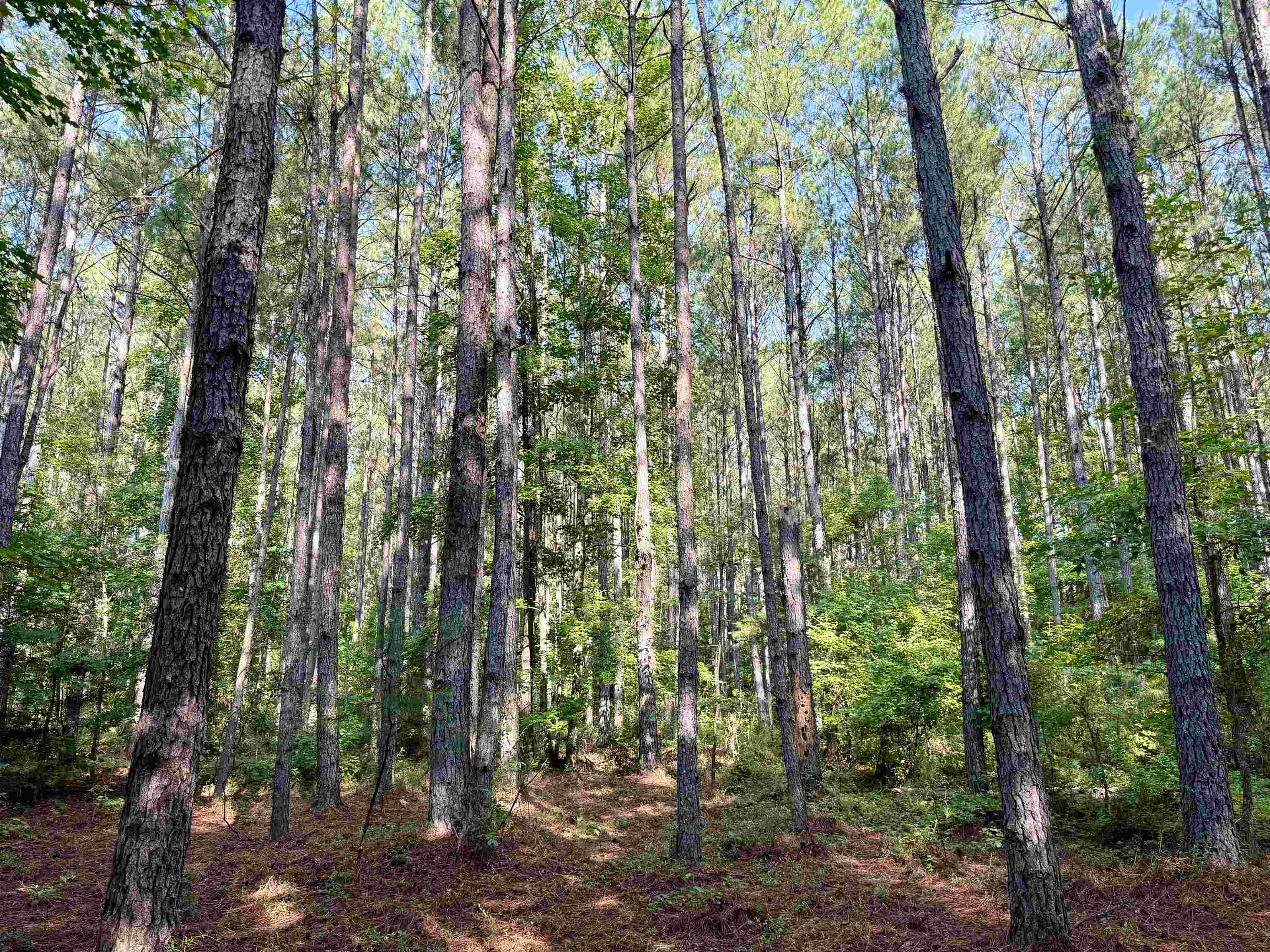 101.49-acres - Epps Road New Zion, SC 29111 - Photo 2 of 24