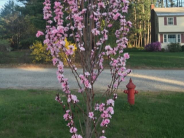 11 Pinecrest Drive Goffstown, NH 03045 - Photo 50 of 56