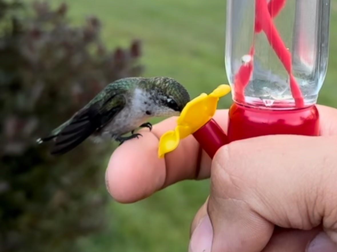 11 Pinecrest Drive Goffstown, NH 03045 - Photo 52 of 56