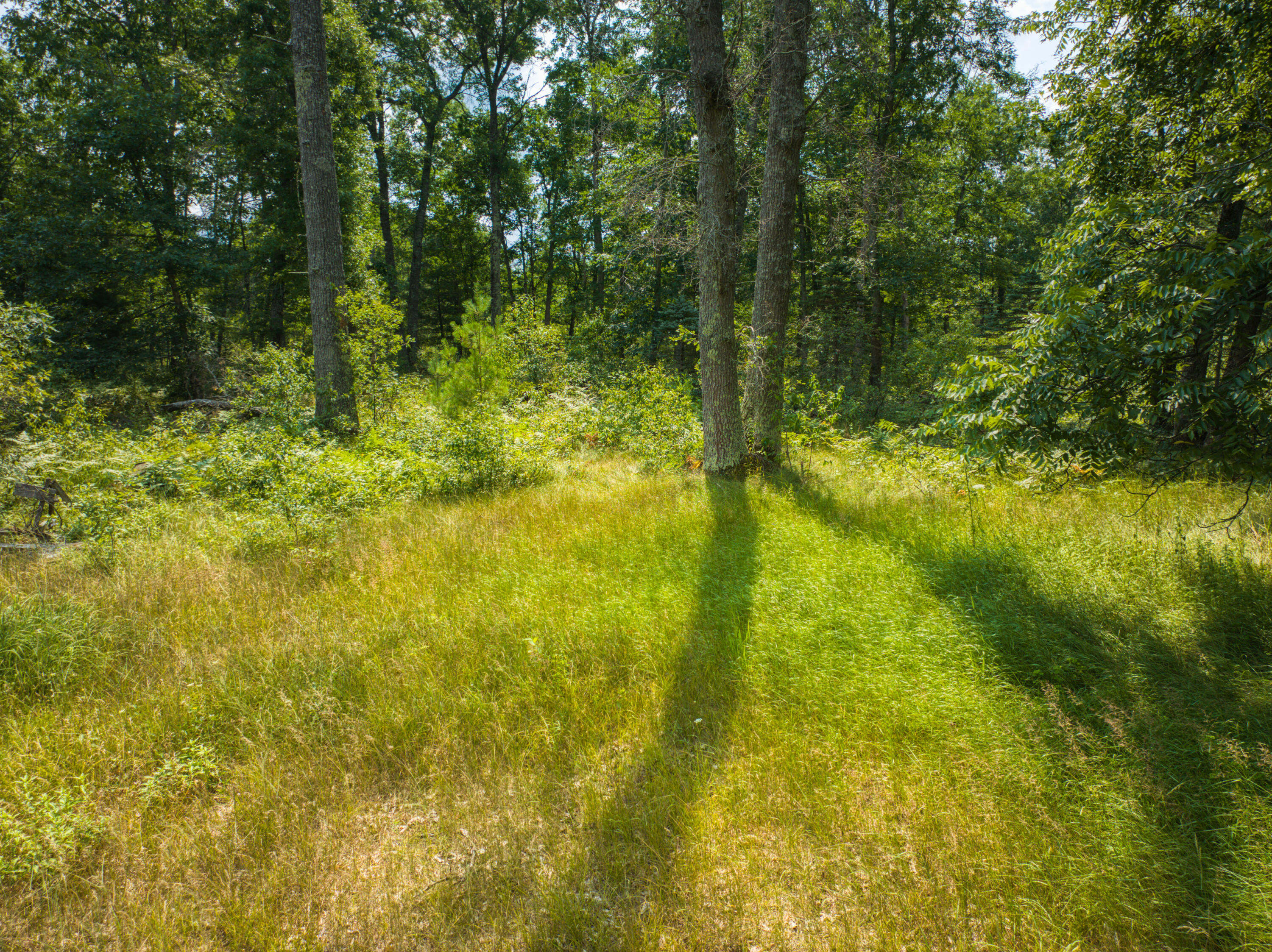 10130 North Brooks Road Irons, MI 49644 - Photo 11 of 20 Back of property, wooded