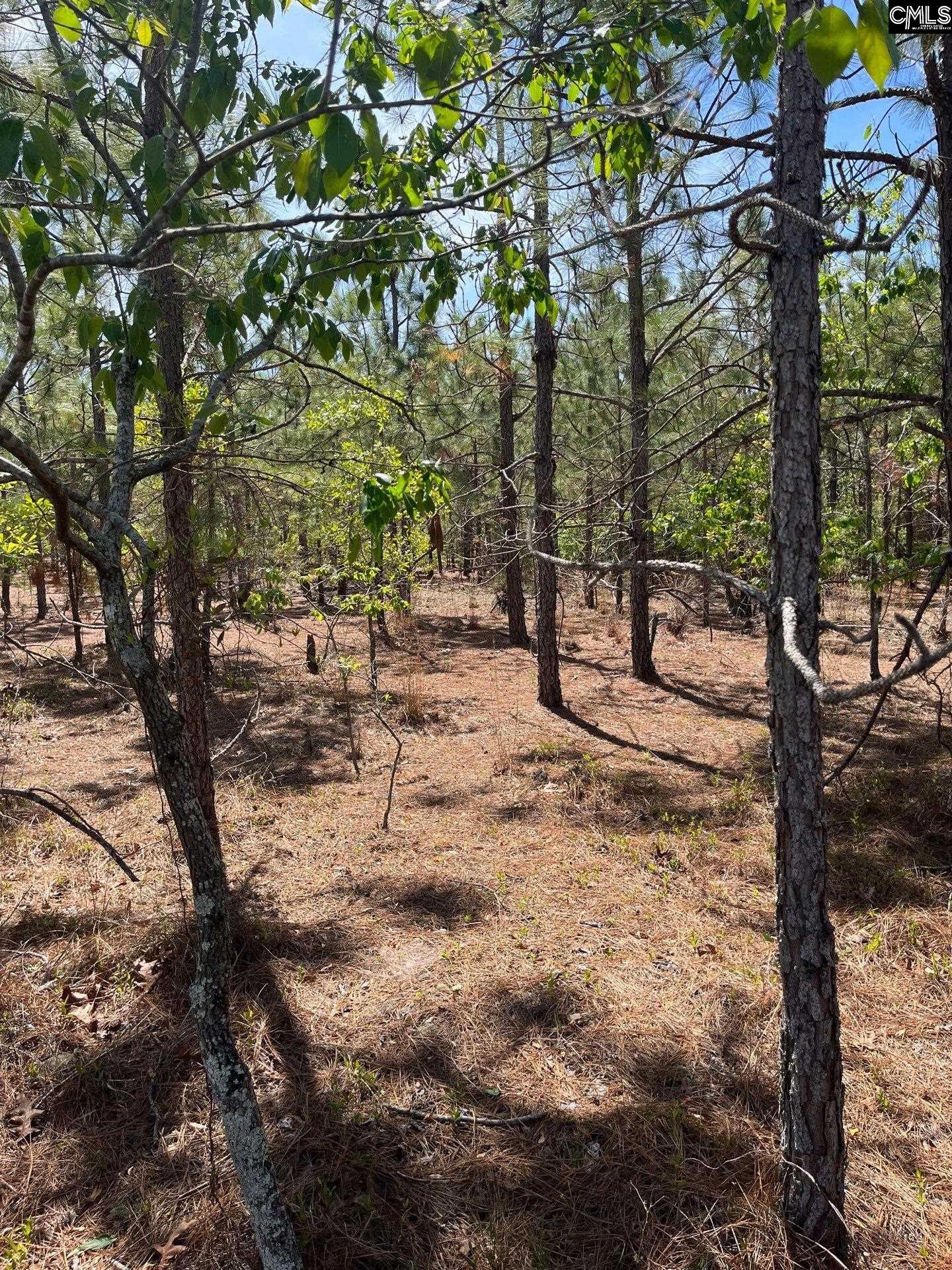 3 Beaver Dam Road Cassatt, SC 29032 - Photo 7 of 11
