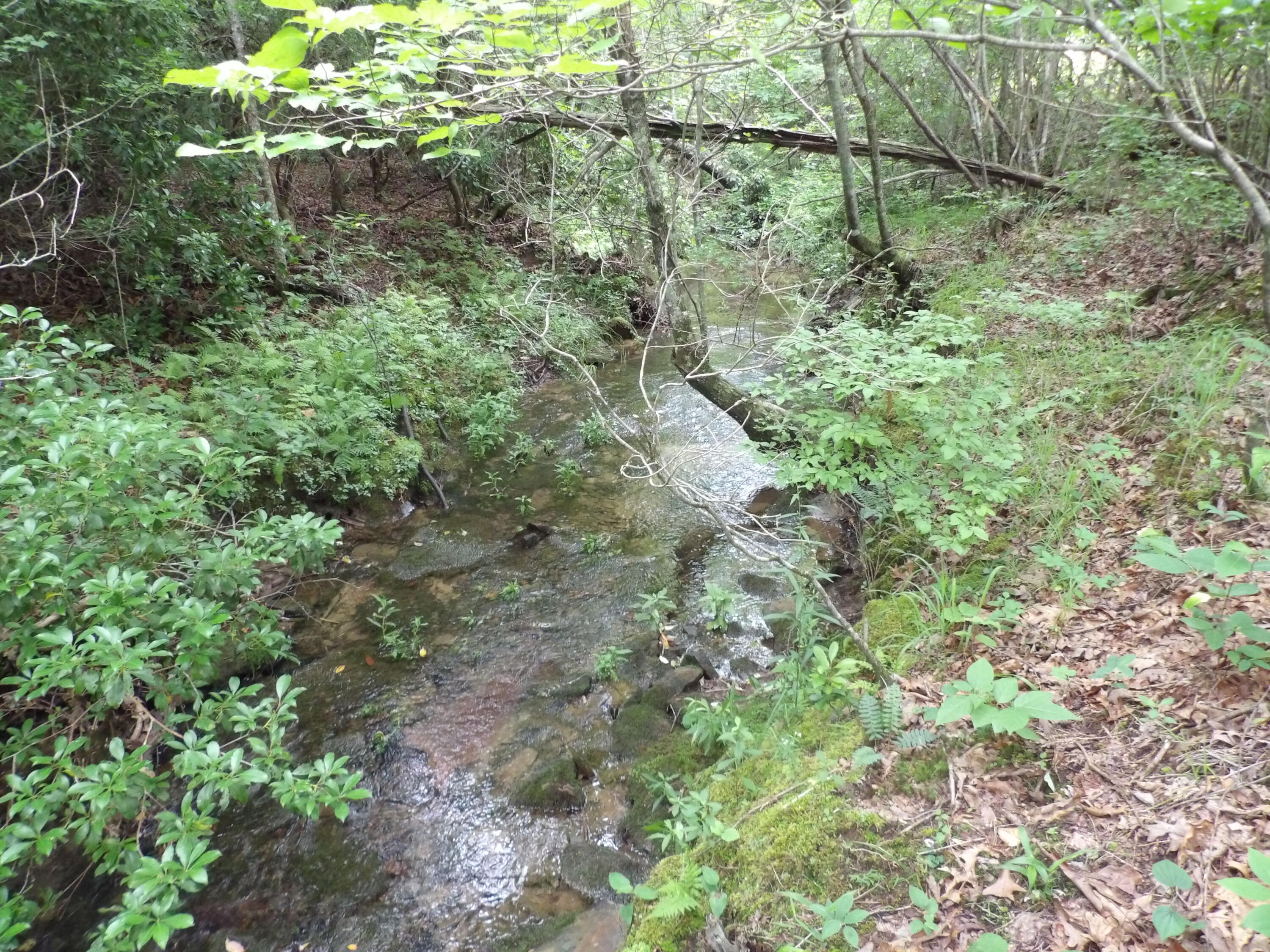 Lot12 Summer City Road Evensville, TN 37332 - Photo 1 of 20 100_1549