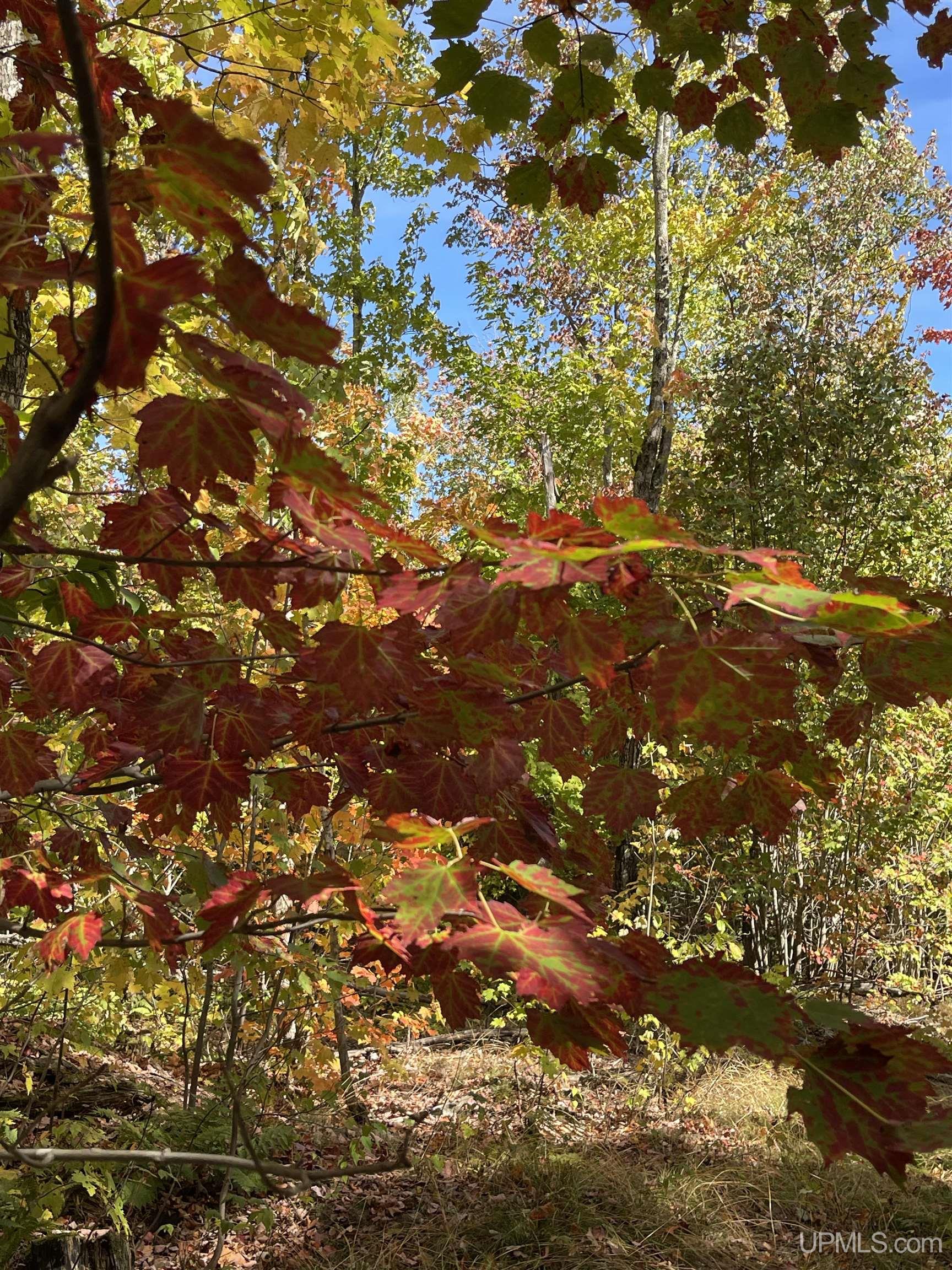 160 Acres Off H-58 Road Seney, MI 49883 - Photo 19 of 26