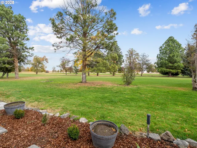 a view of a garden with a tree